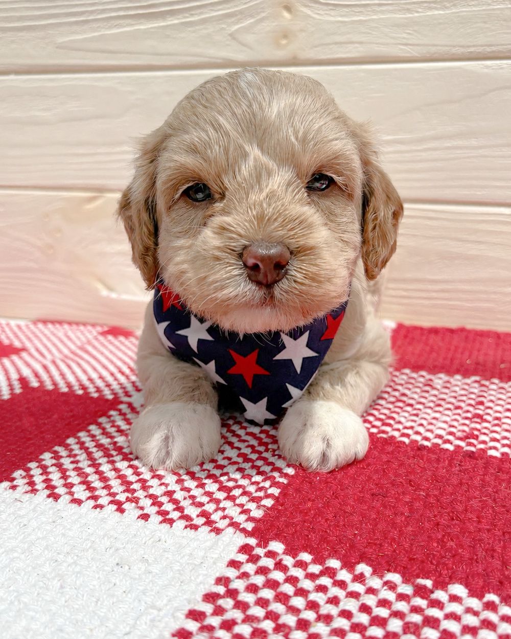 Lucy × Bo — Born April 27th 