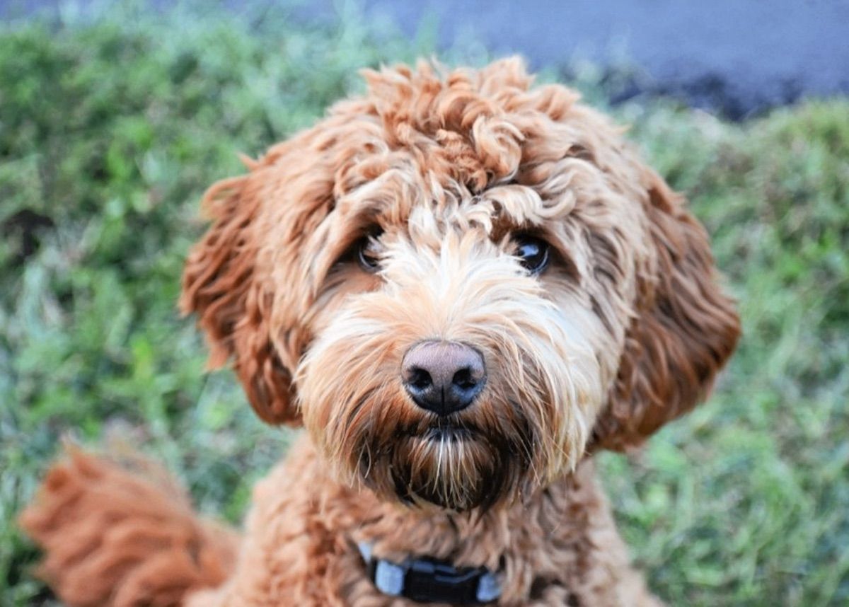 Colonial Village Captain of the Guard "Gus" — red — Australian Labradoodle