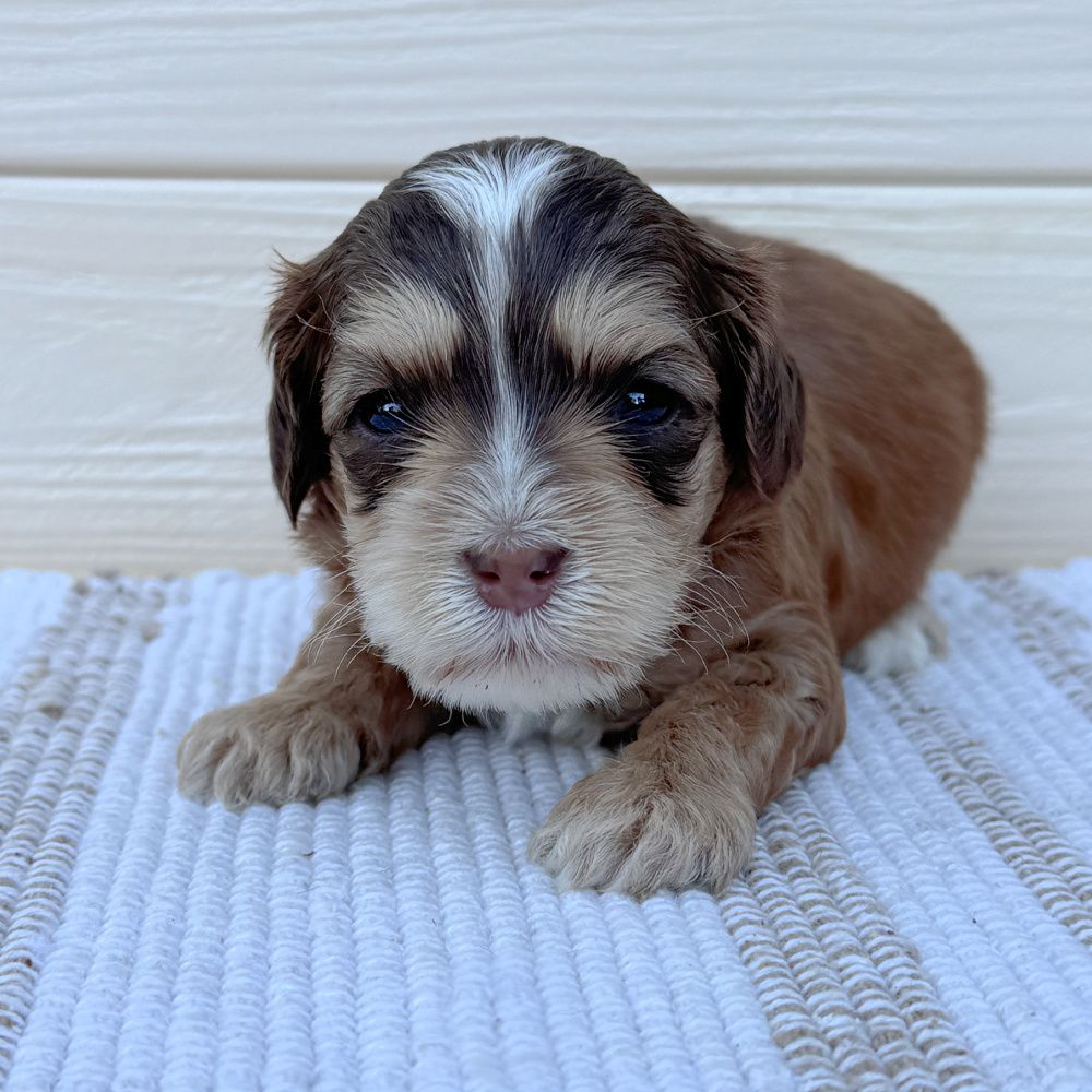 Rey × Moose — Born March 31st
