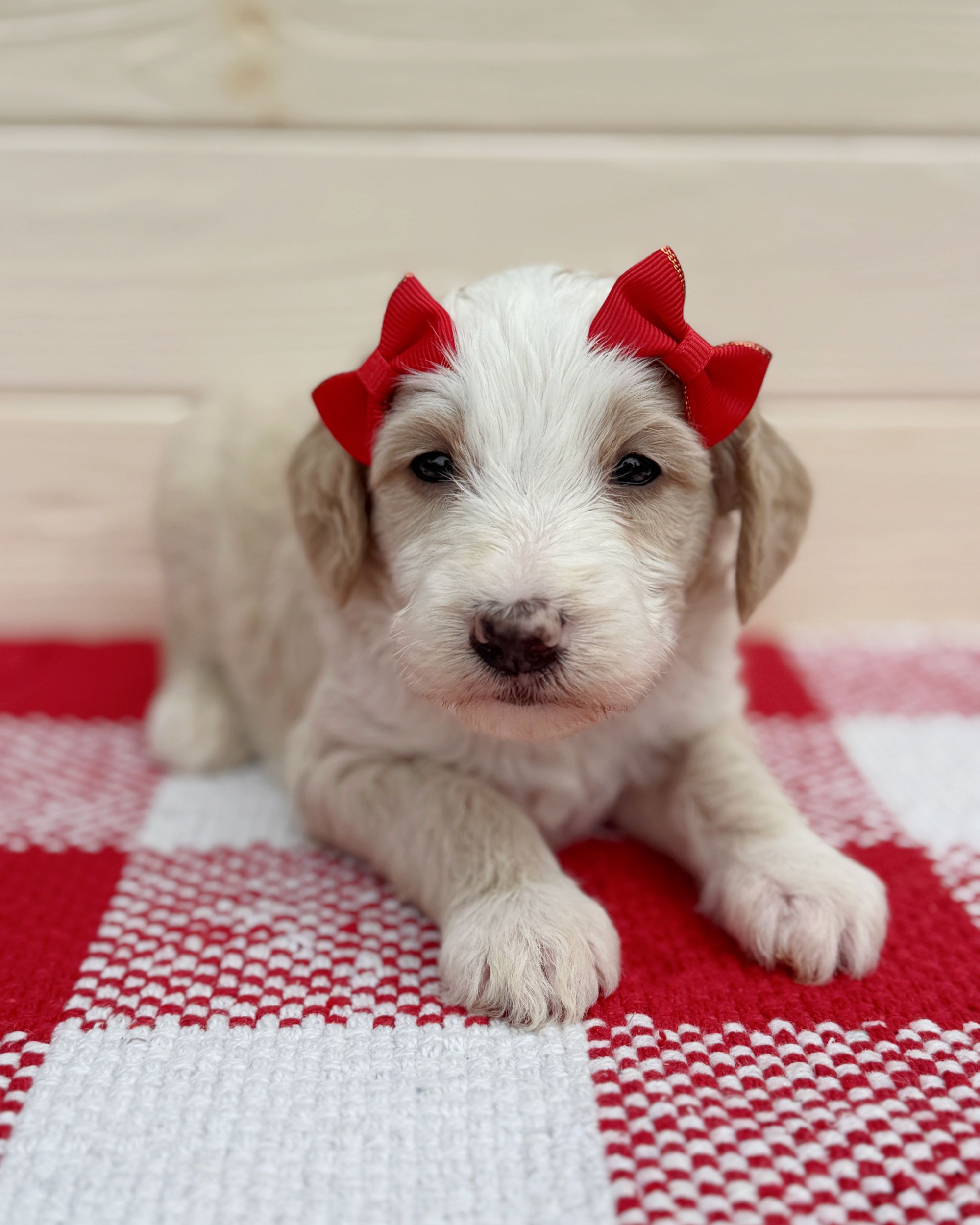 Catalina is a cream tuxedo double doodle puppy with a red bows in her hair. She is sitting on a red and white checkered rug.