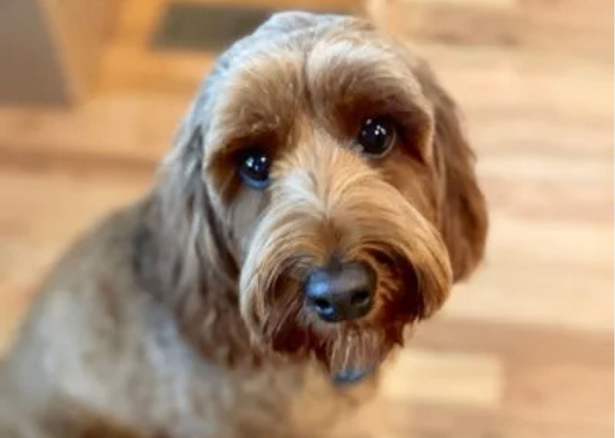 Pine Lodge Light the Lamp "'Lu" — red — Australian Labradoodle