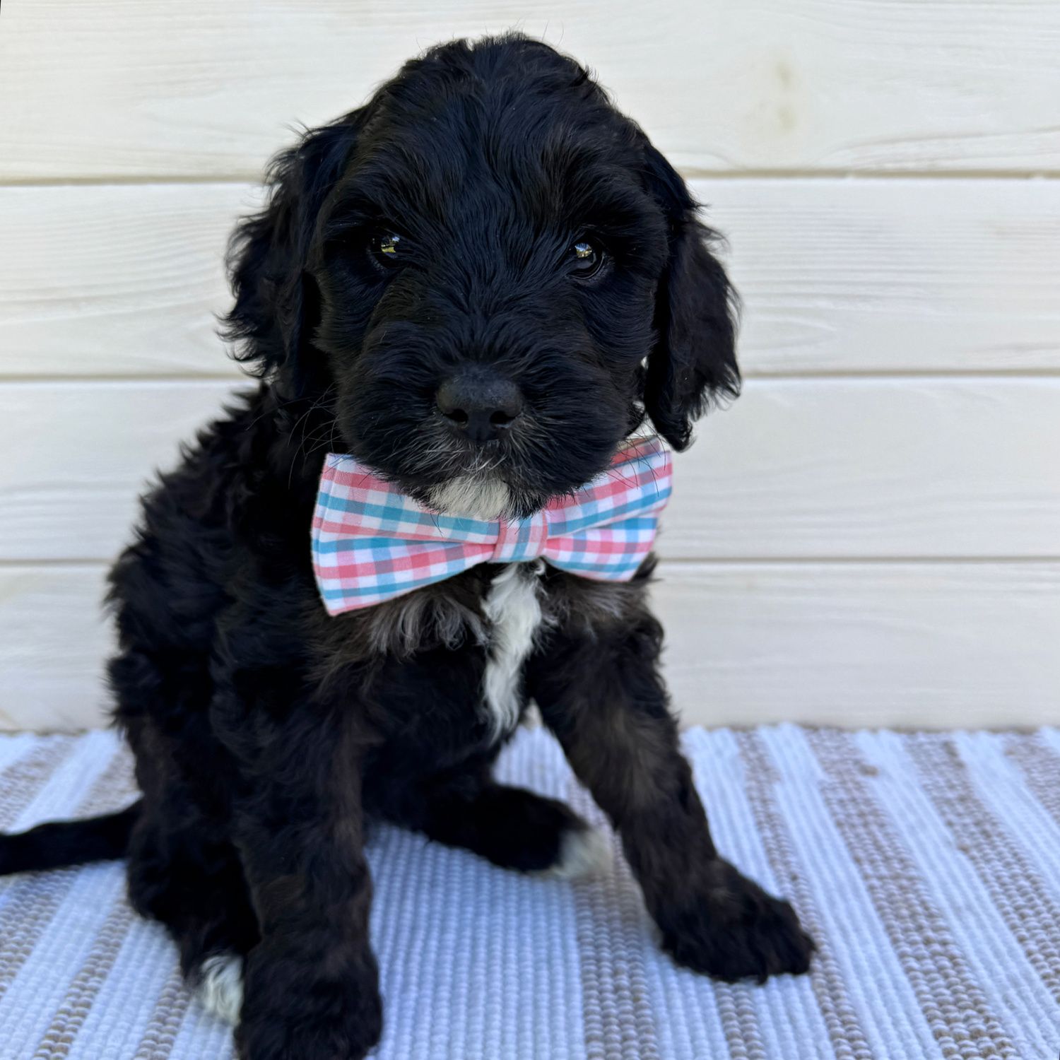 Dilly × Bentley —  Born March 25th