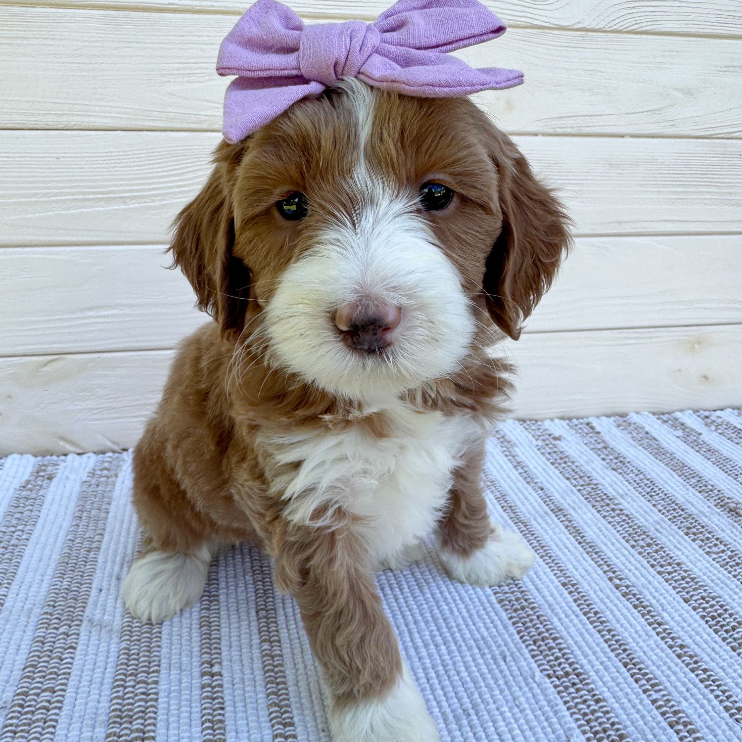 Carolina — Caramel Tuxedo — female puppy