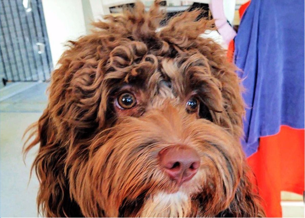 Great Day Do Not Grow Weary "Dozer" — Chocolate — Australian Labradoodle
