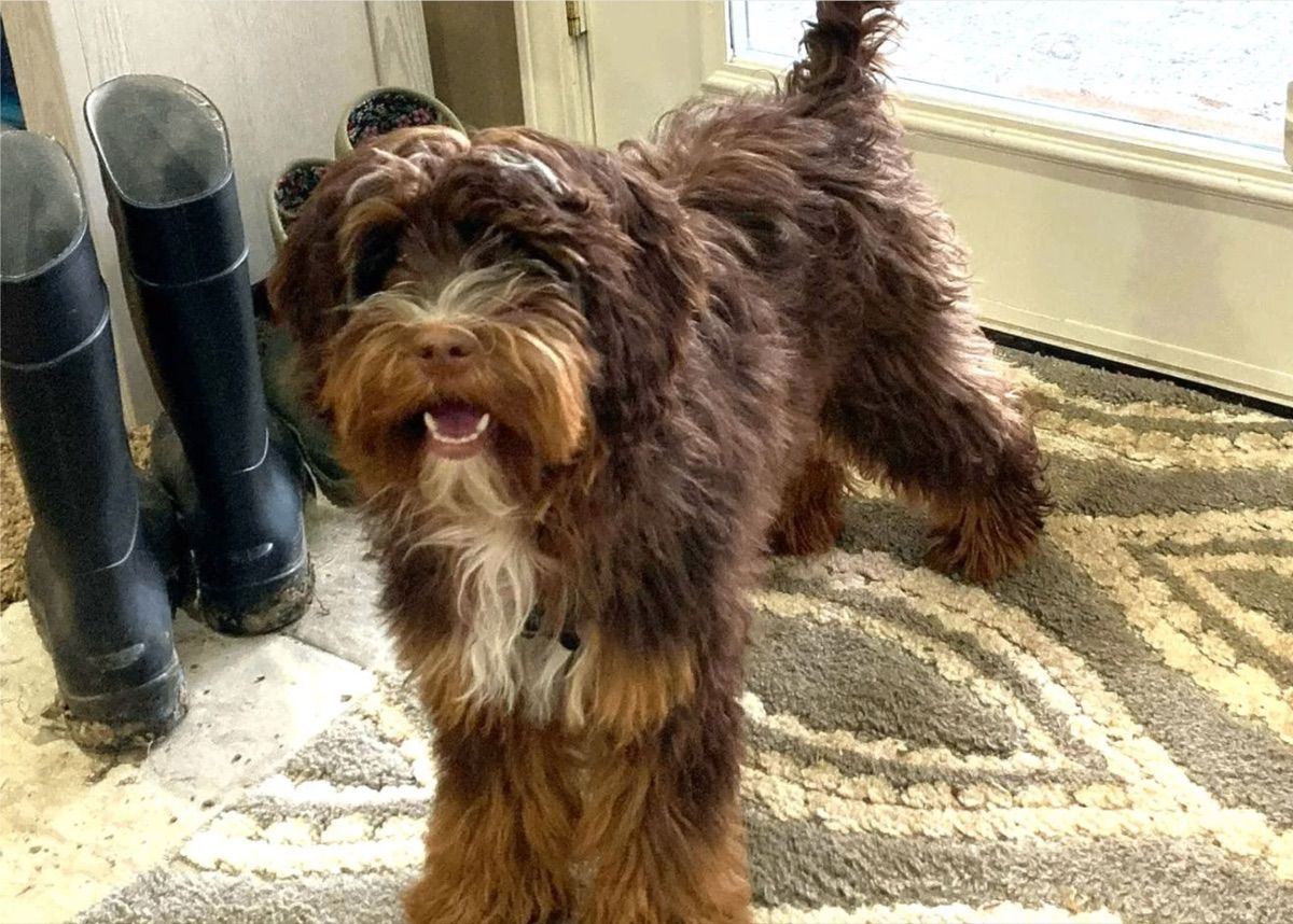 Blessed Day Let There Be Light "Rey" — Chocolate & Tan Sable — Australian Labradoodle