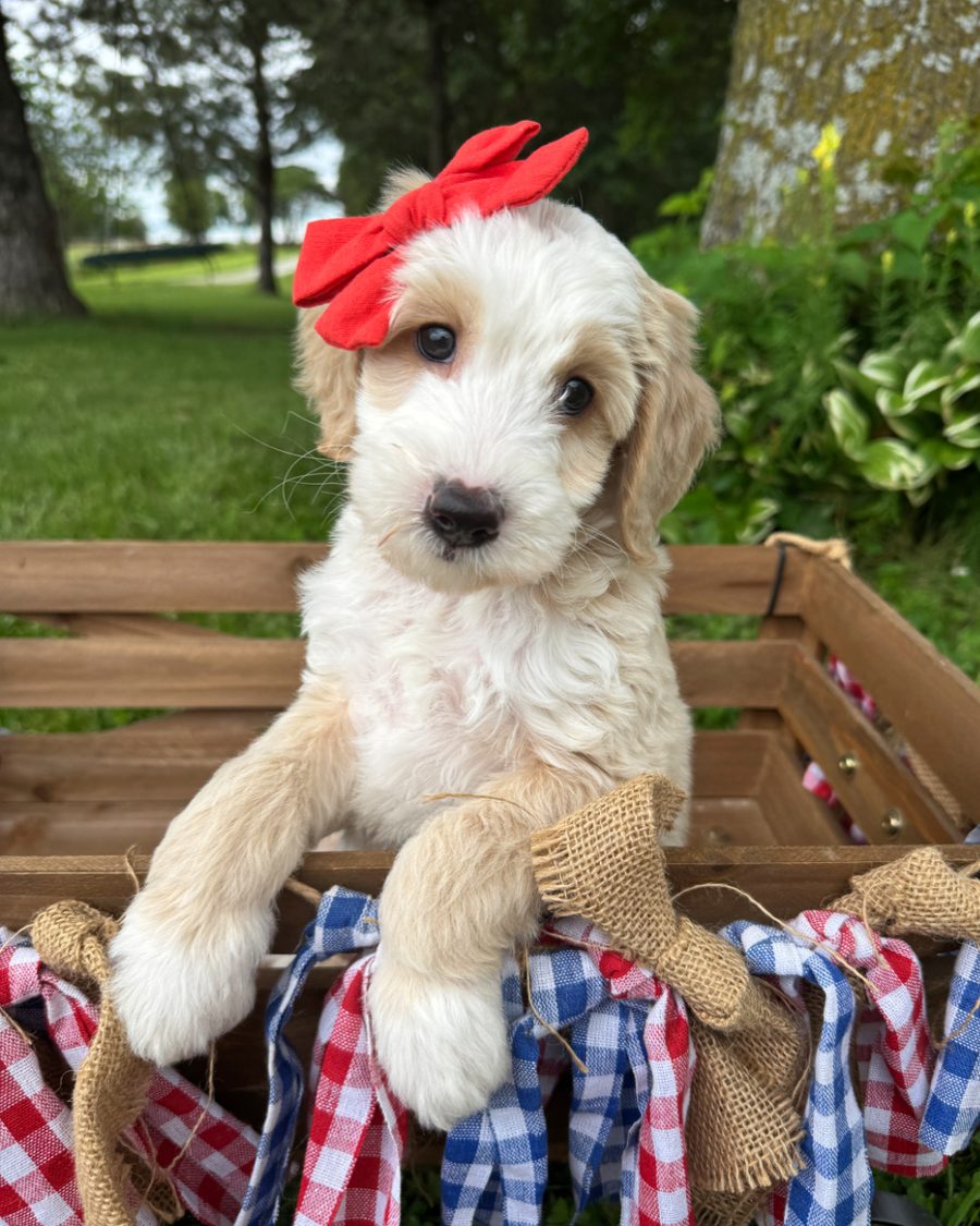 Catalina is a cream tuxedo double doodle puppy with a red bow in her hair.  She is sitting in a wagon with a red, white and blue banner.