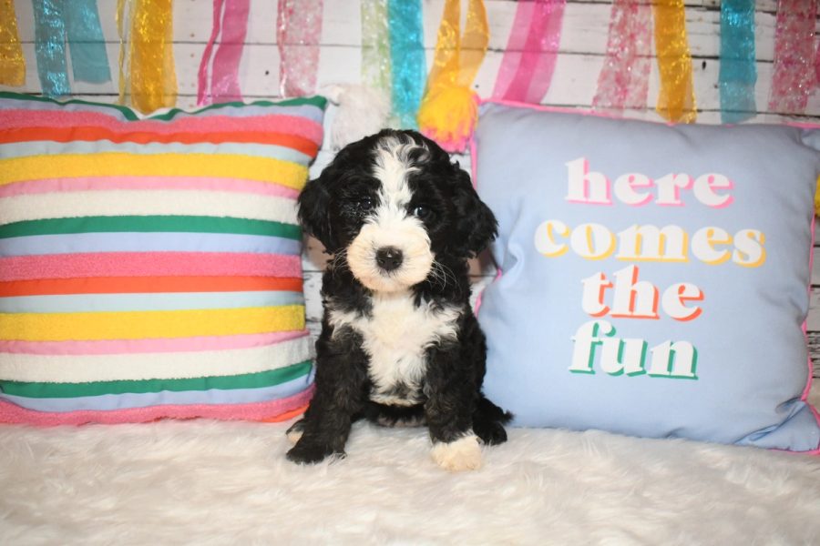 Yahtzee is a black and white tuxedo Australian Labradoodle. She has a white blaze on her face, muzzle and chest.