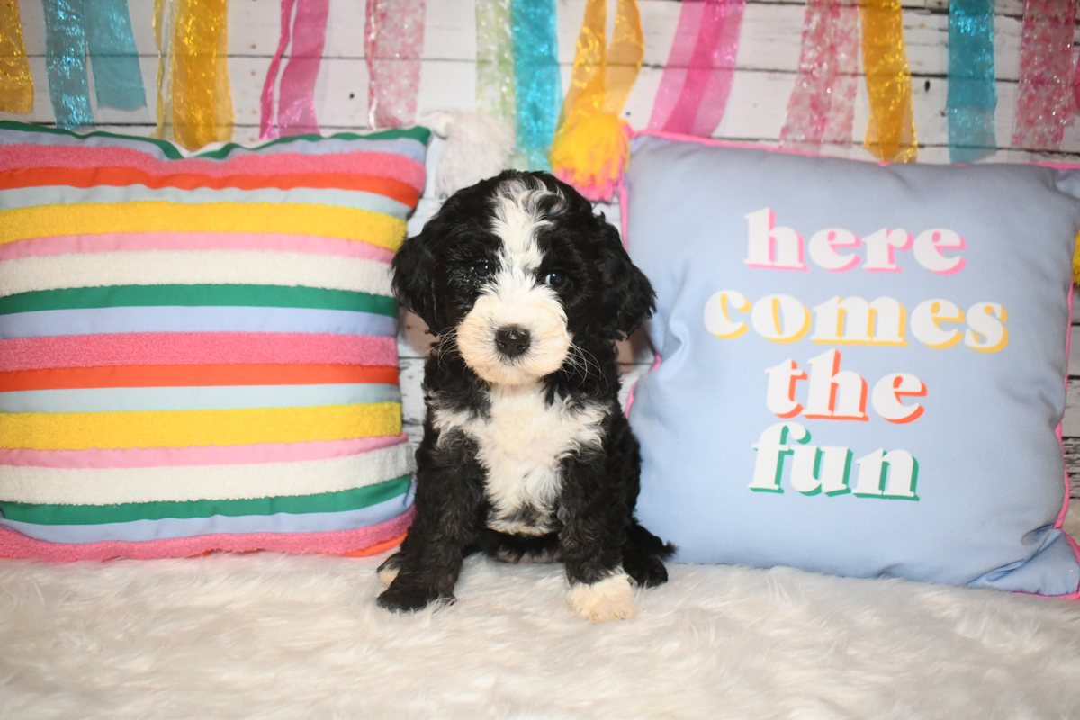 Yahtzee is a black and white tuxedo Australian Labradoodle. She has a white blaze on her face, muzzle and chest.