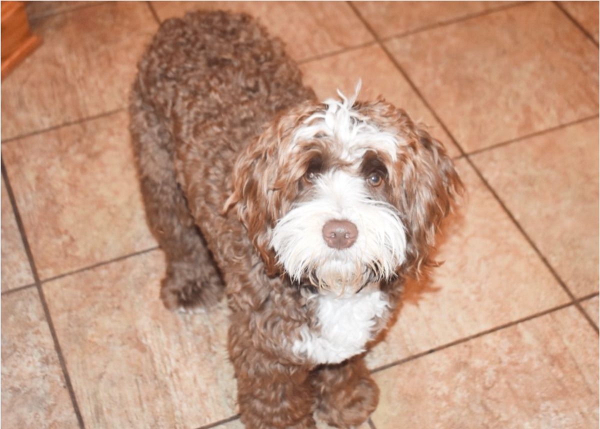 Pine Lodge Walk By Faith "Fozzie" — chocolate tuxedo — Australian Labradoodle