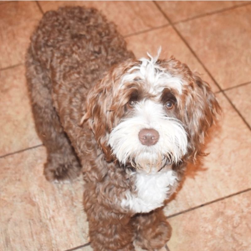 Pine Lodge Walk By Faith "Fozzie" — chocolate tuxedo — Australian Labradoodle