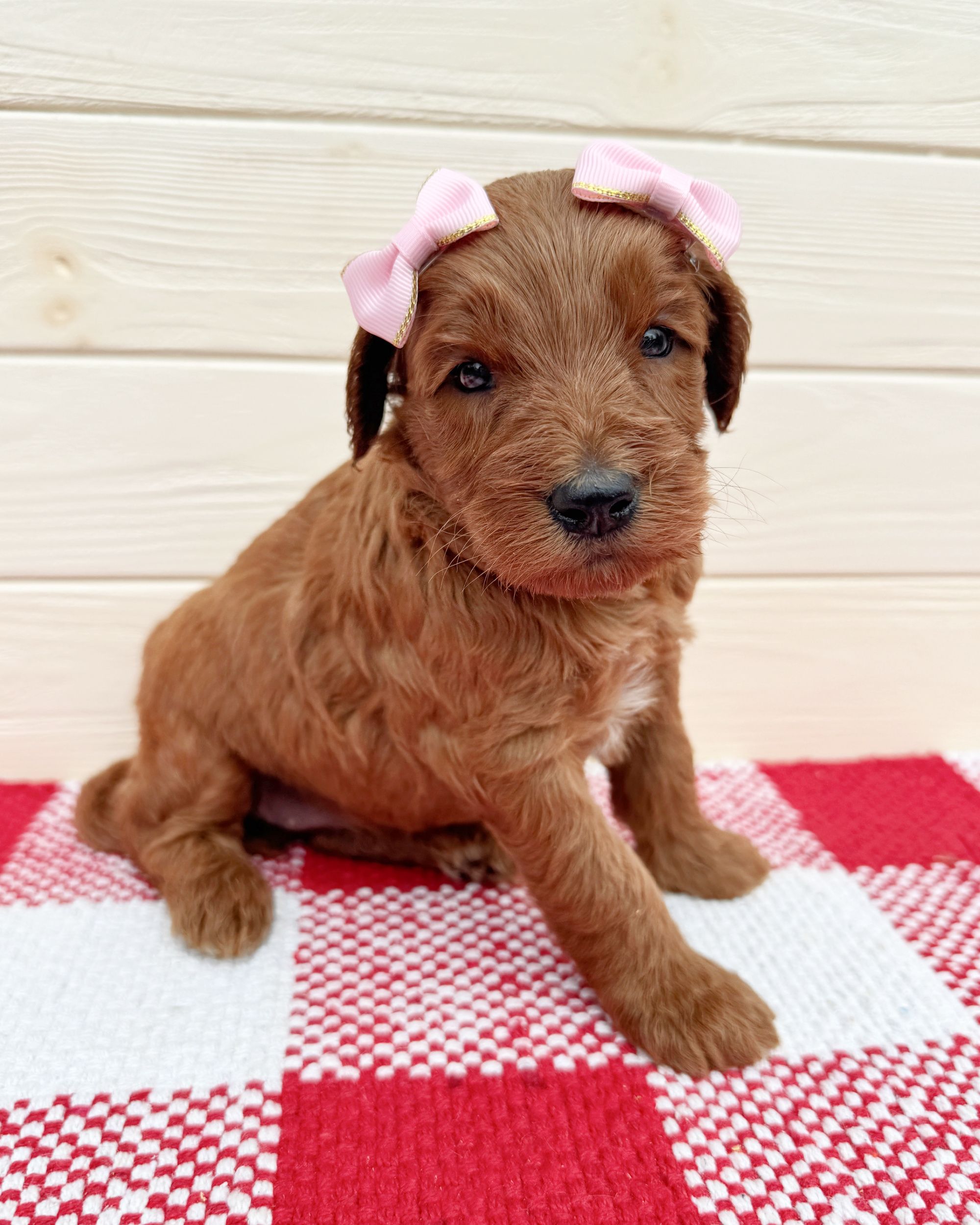 Chevelle is a red double doodle puppy with a pink bows in her hair. She is sitting on a red and white checkered rug.