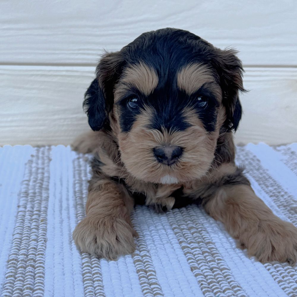 Salvy is a black and red sable phantom puppy. He has tan legs and above the eyes an on the muzzle. He is lying on a white and tan rug.