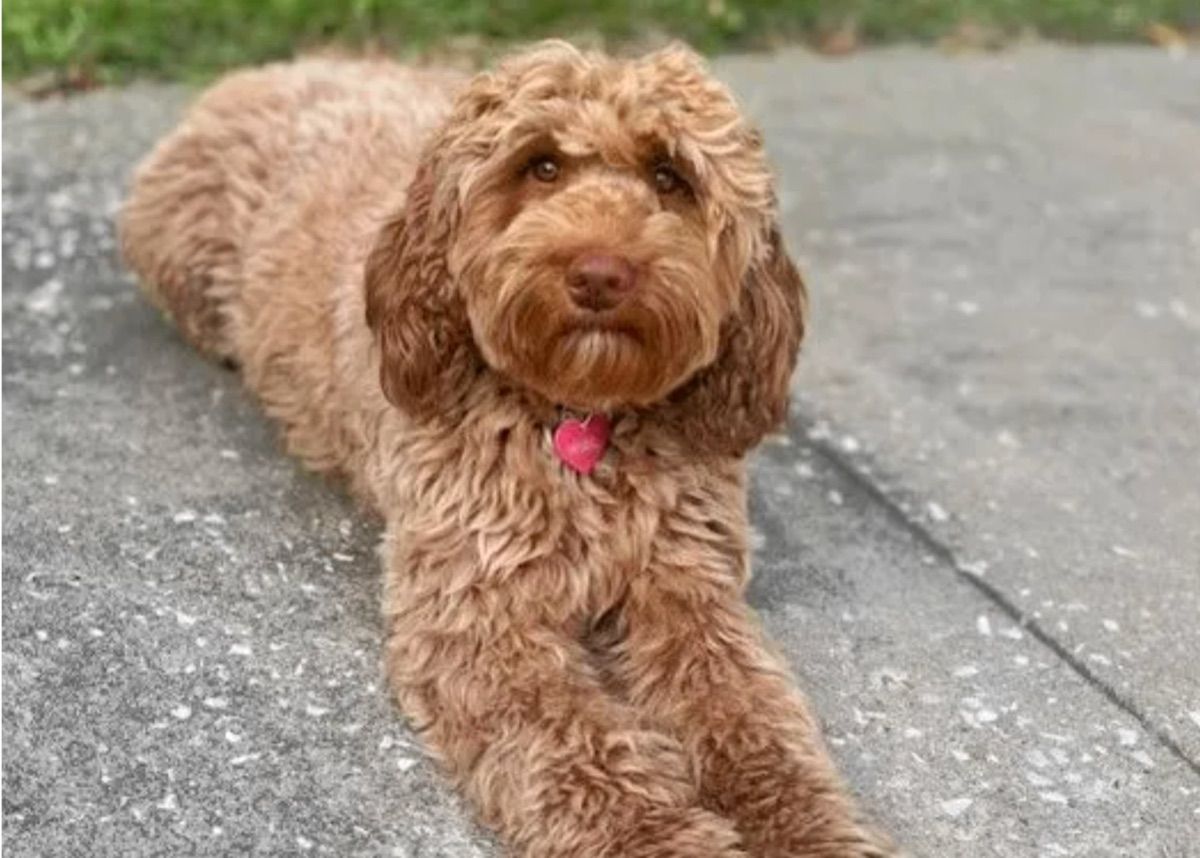 Blessed Day May the Lord Keep You "Mabel" — Caramel — Australian Labradoodle
