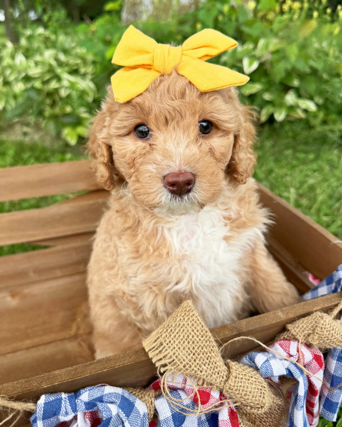 Nirvana is an apricot Australian Labradoodle puppy with white boots on her paws. She is sitting in a wagon with a red, white and blue bandana on.