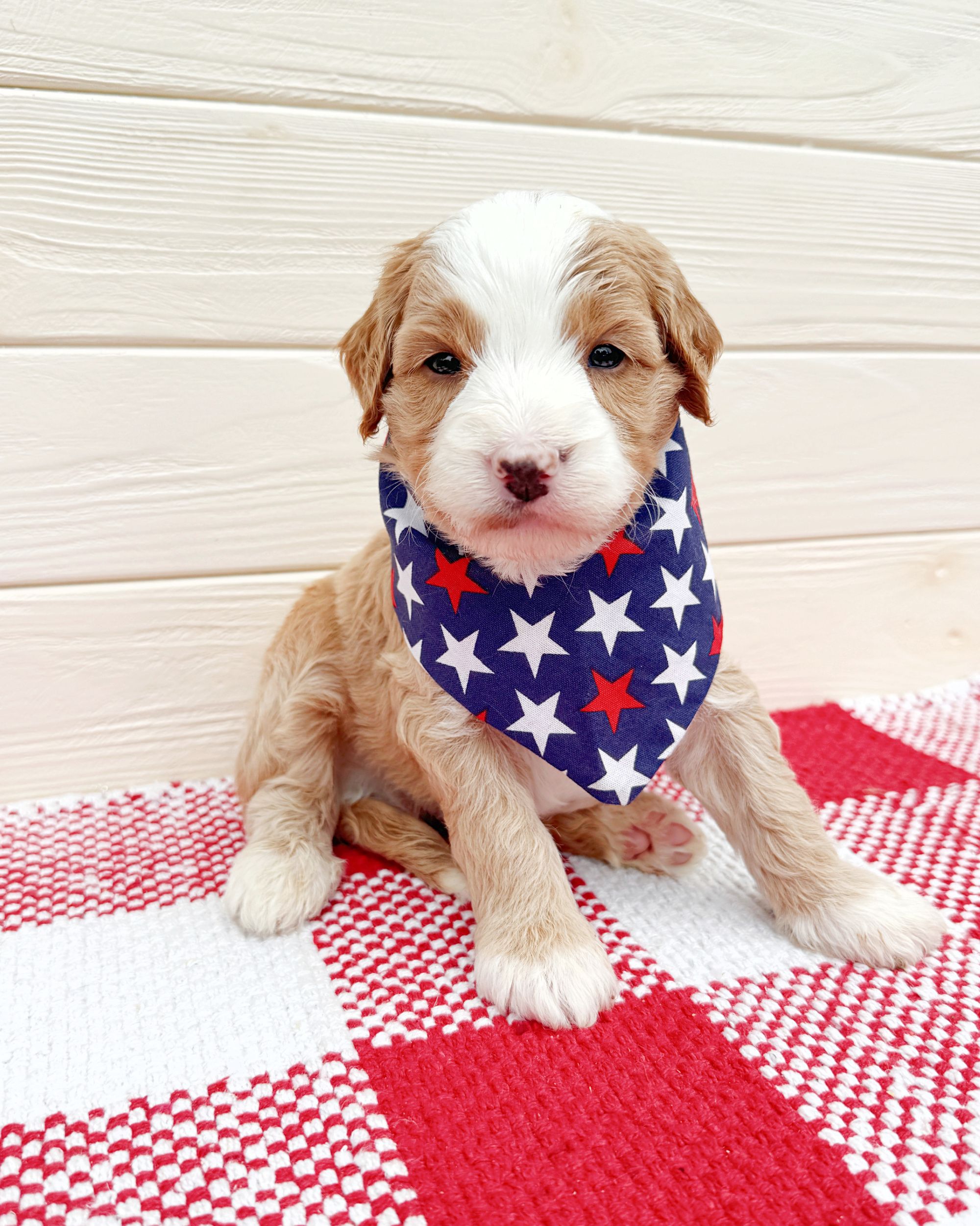 Studebaker is an apricot tuxedo double doodle puppy with a blue bandana with stars on it. He is sitting on a red and white checkered rug.
