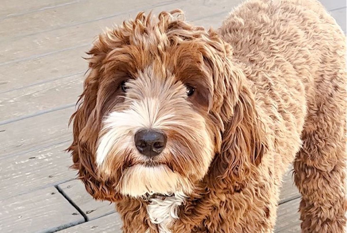 Pine Lodge Olive Me Loves Olive You "Olive" — Red/white tuxedo — Australian Labradoodle