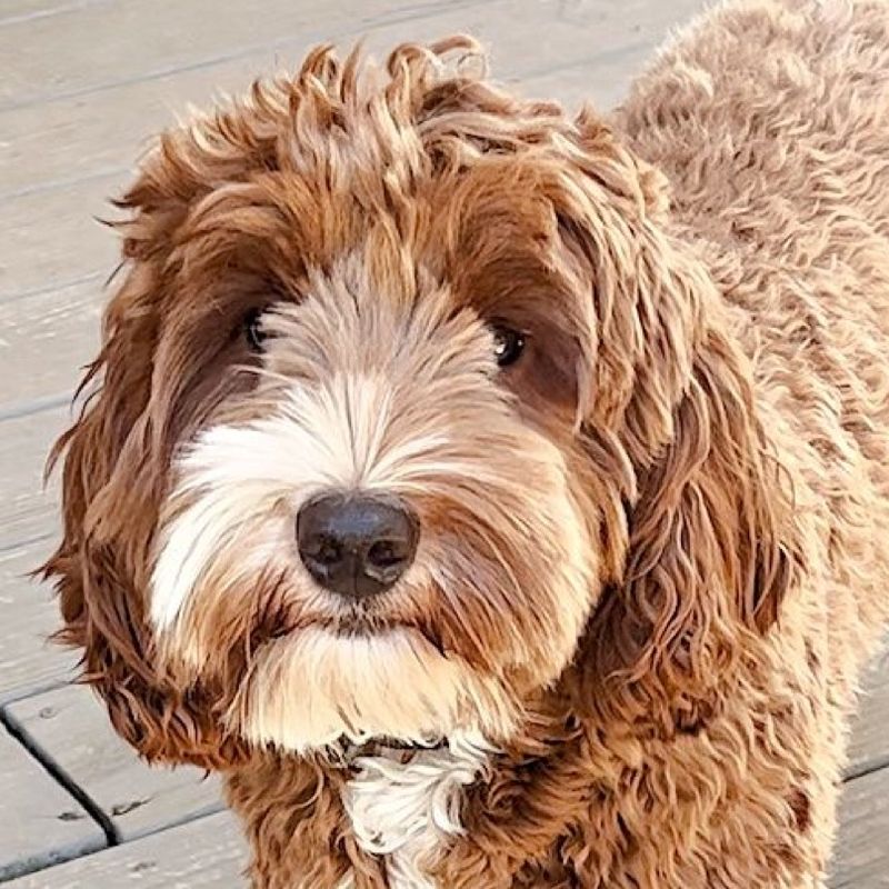 Pine Lodge Olive Me Loves Olive You "Olive" — Red/white tuxedo — Australian Labradoodle