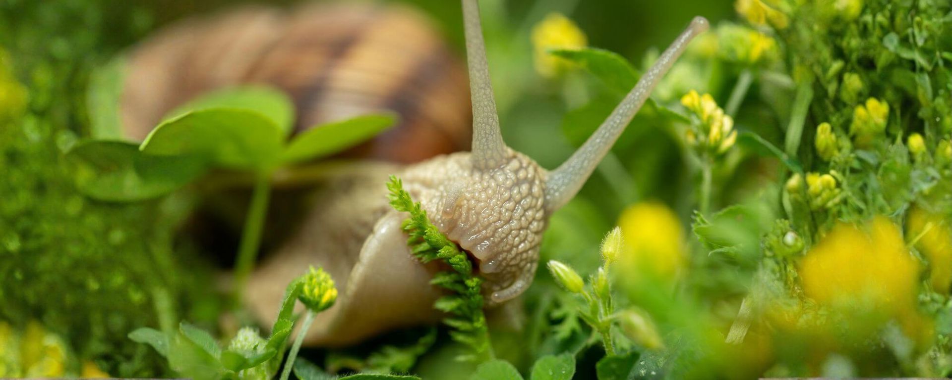 The Sound of a Snail Chewing