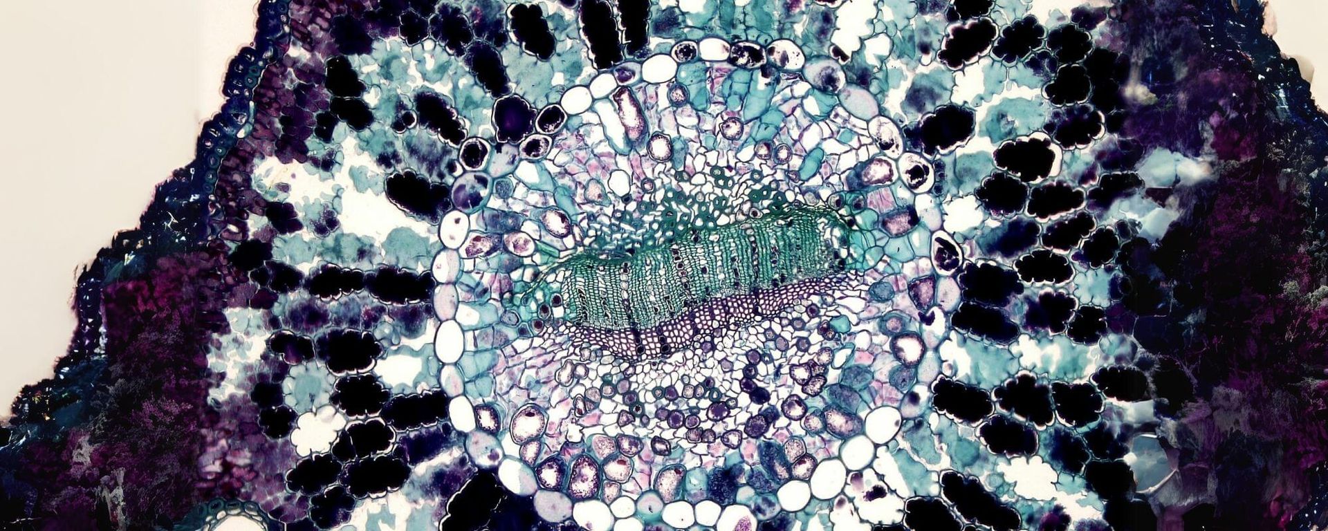 Évolutions du Continuum