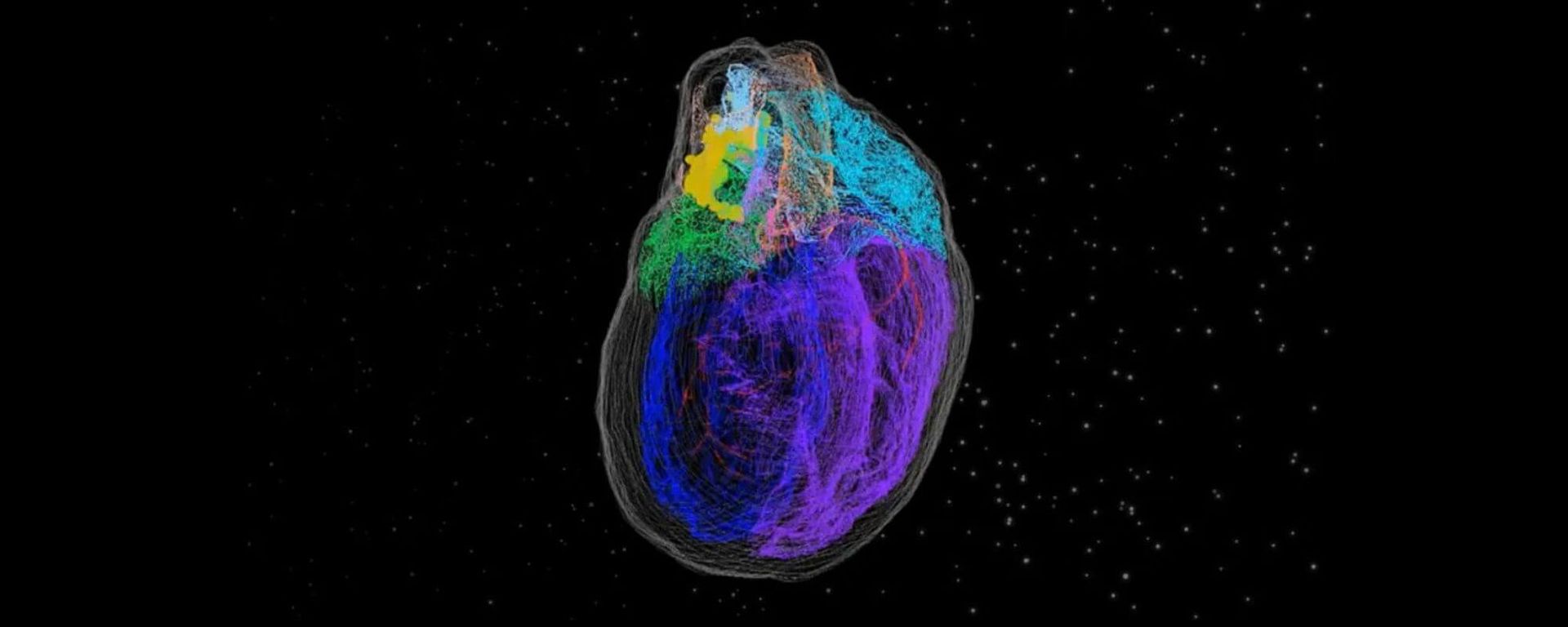 Continuum Italia ~ The Biology and Art of the Heart / La biologia e l’arte del cuore