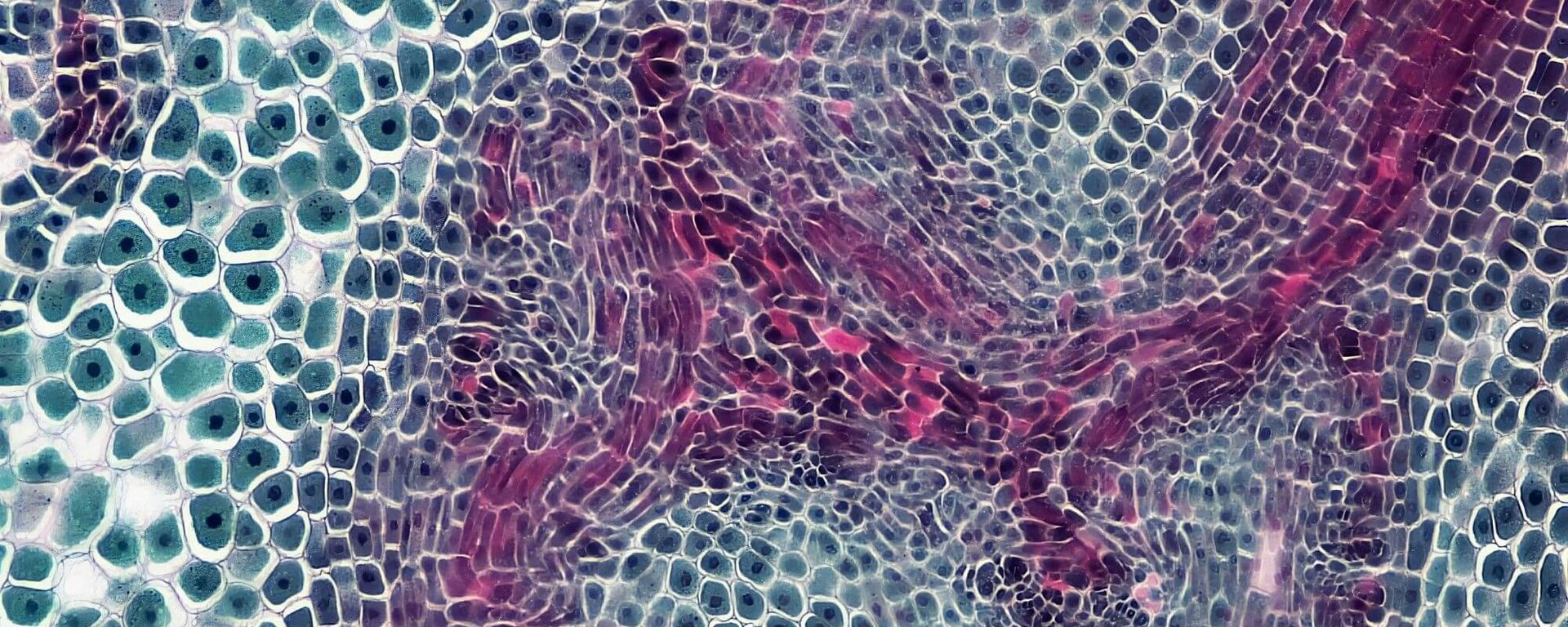 Body Landscapes - A Continuum Practice Space