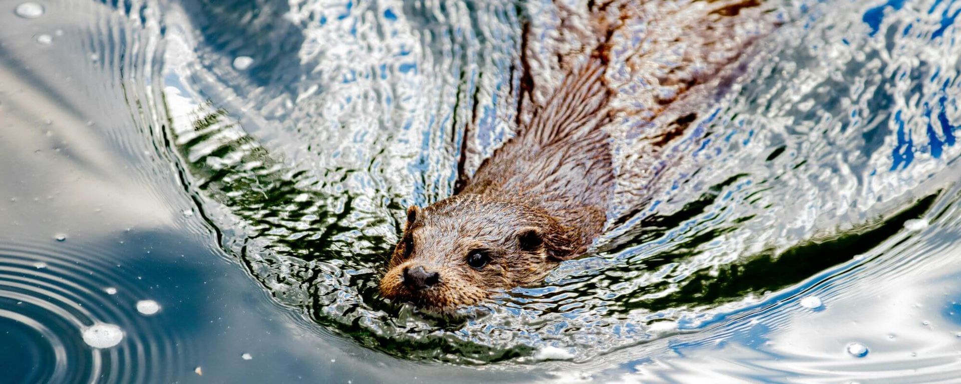 Mirroring the Movements of River Otter