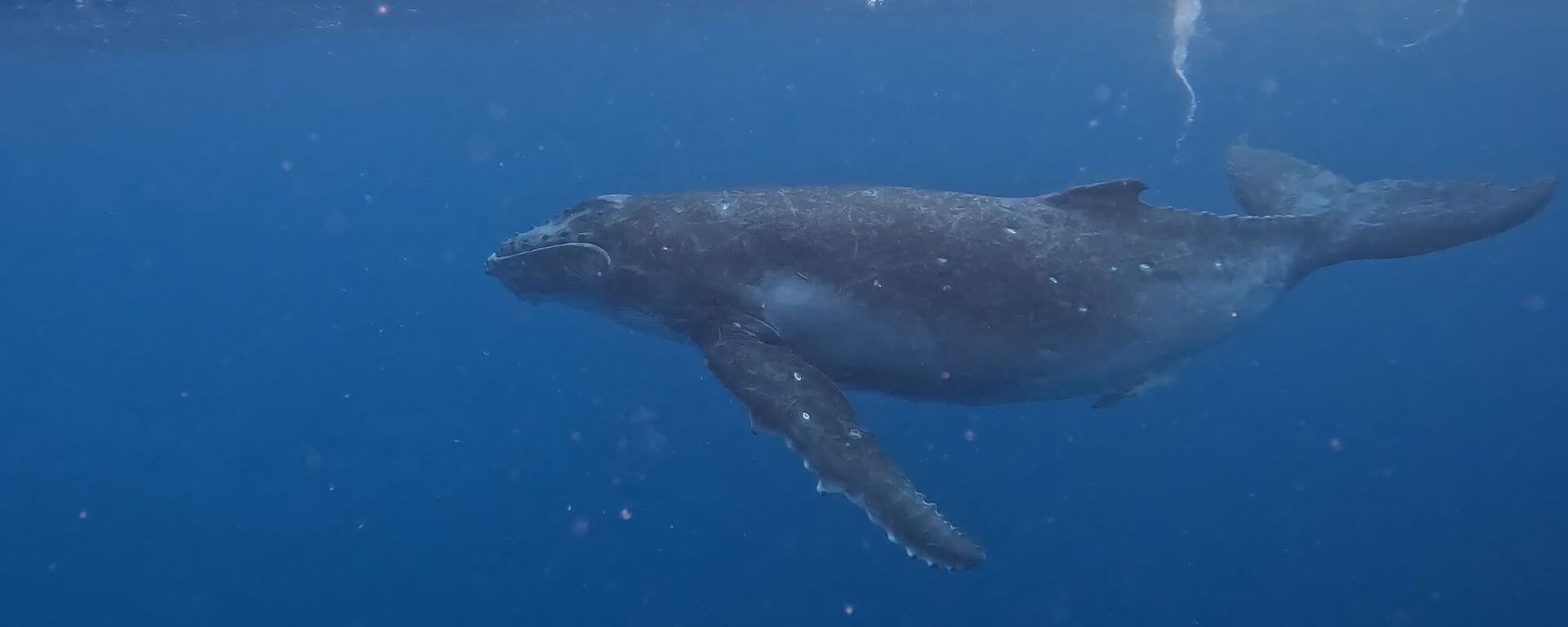 Whale Songs