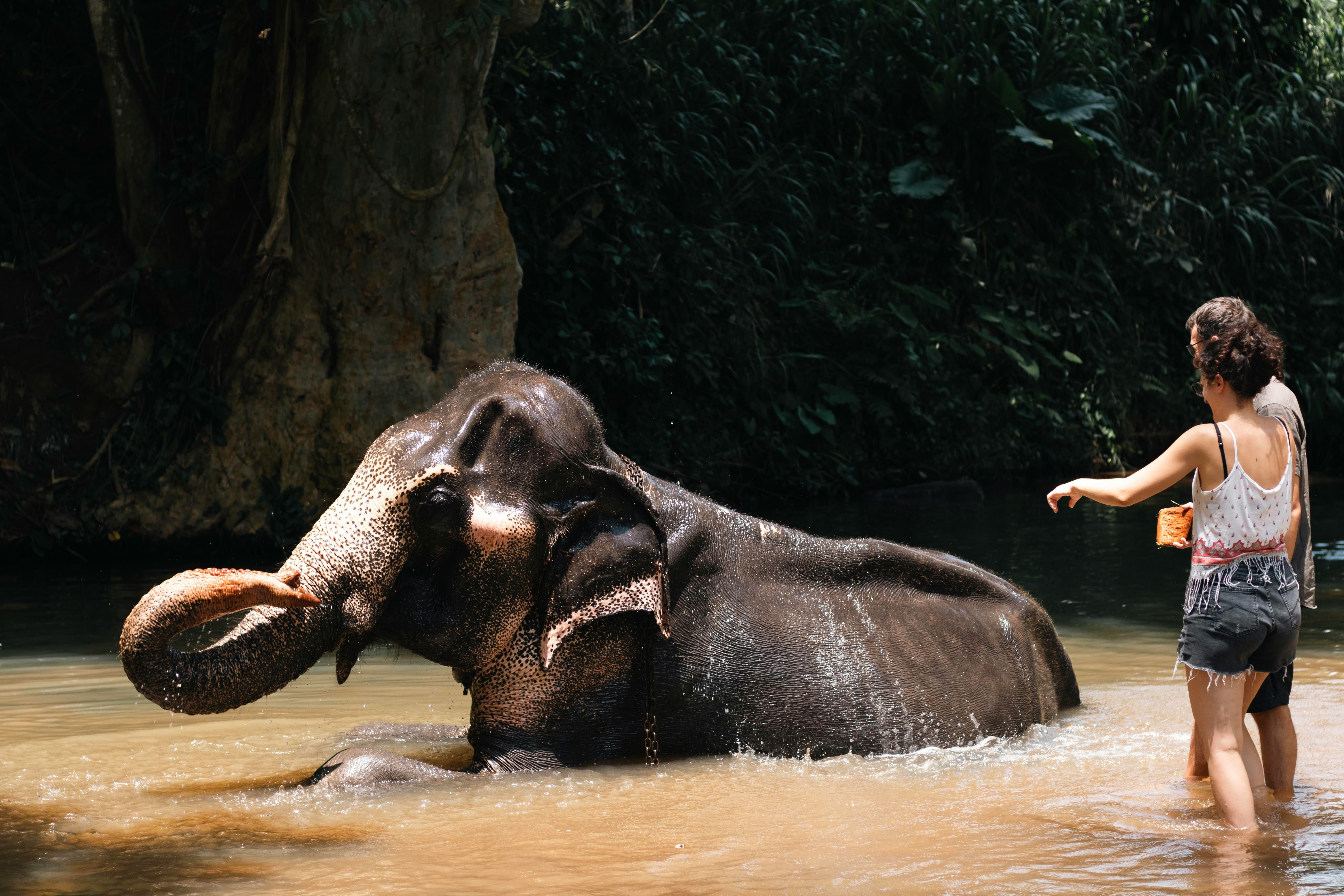 elephant bath