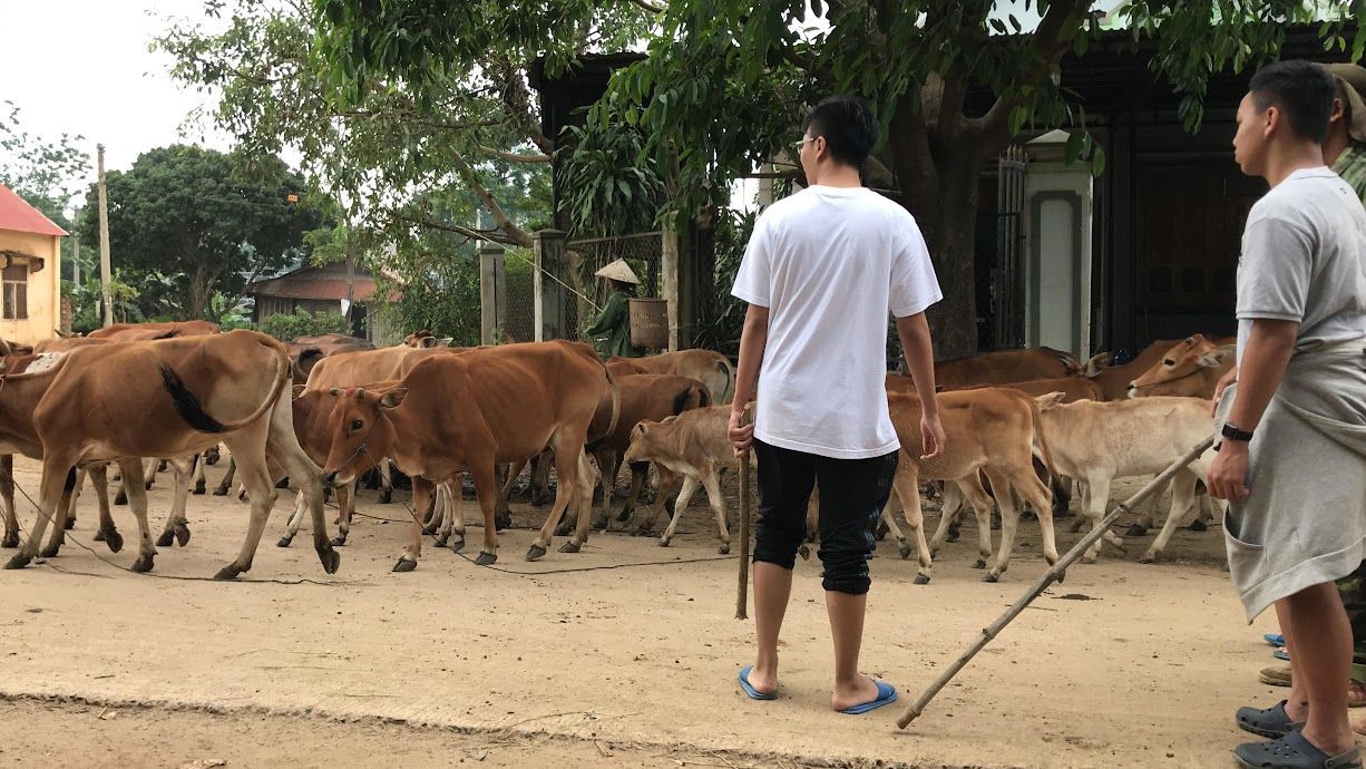 chăn bò