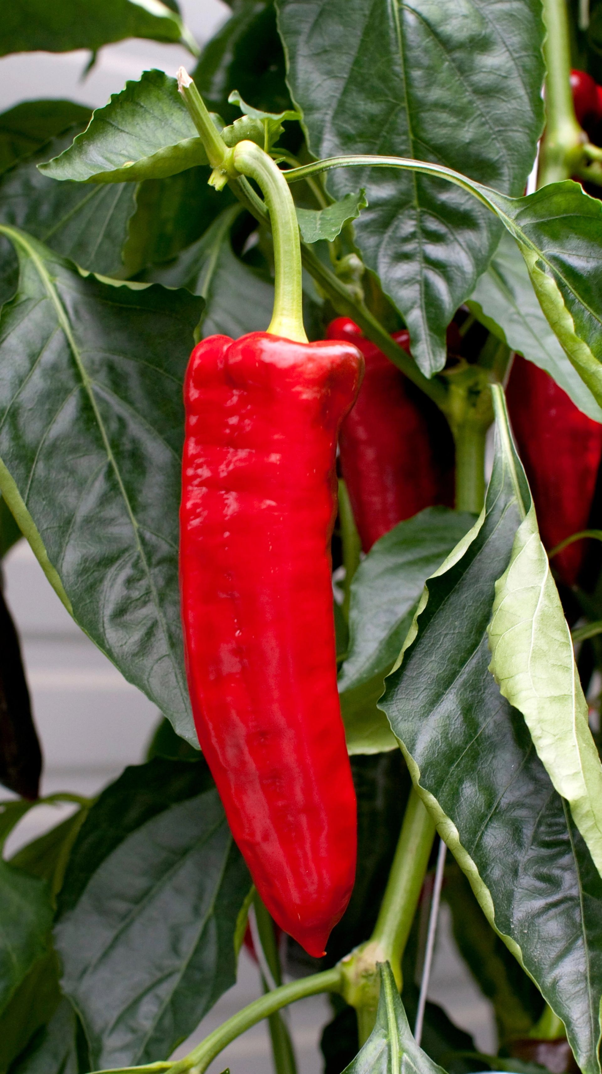 Rød, søt paprika henger på en grønn plante med blanke blader.