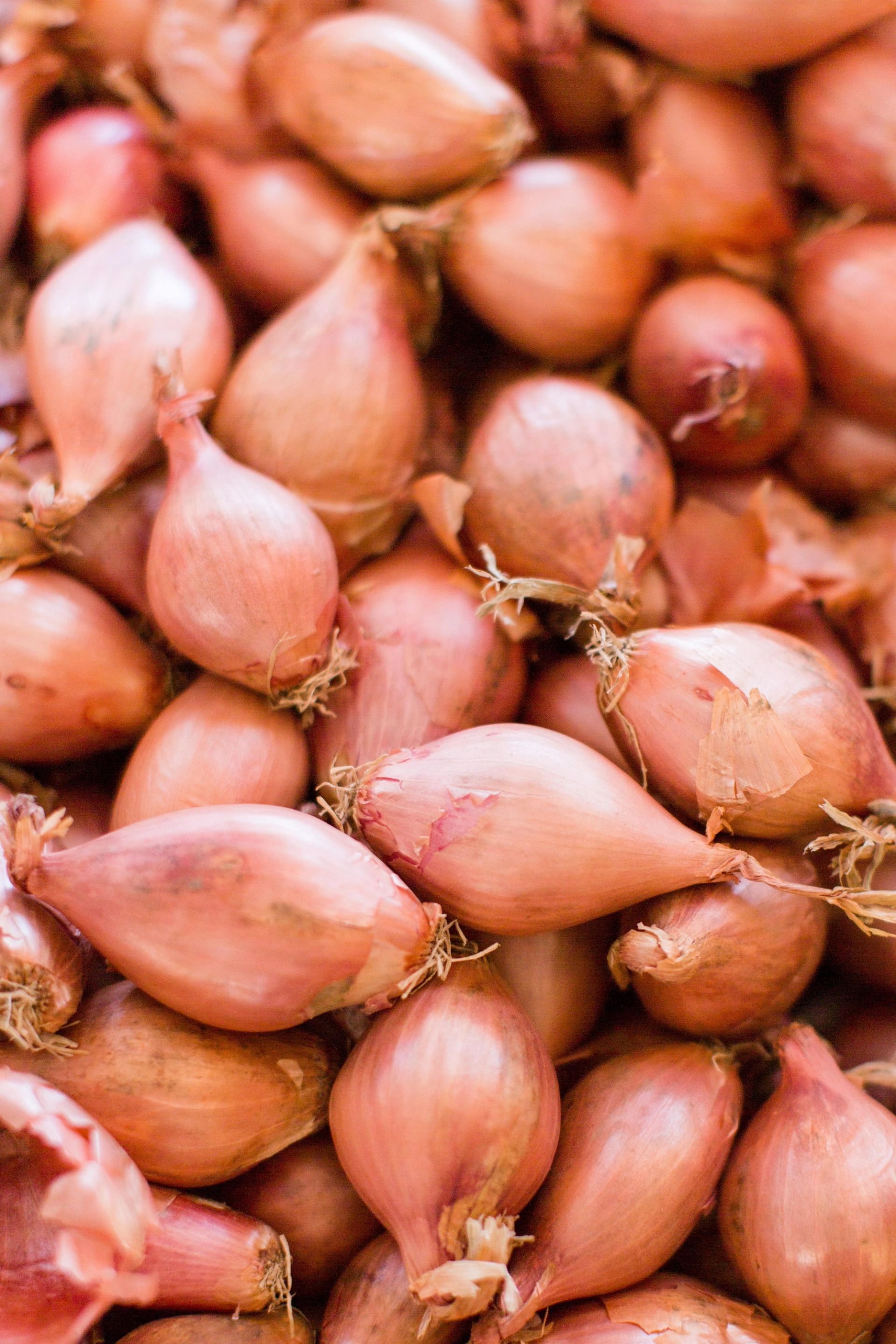 Nærbilde av mange rosa sjalottløk med papiraktig skall, tett samlet.