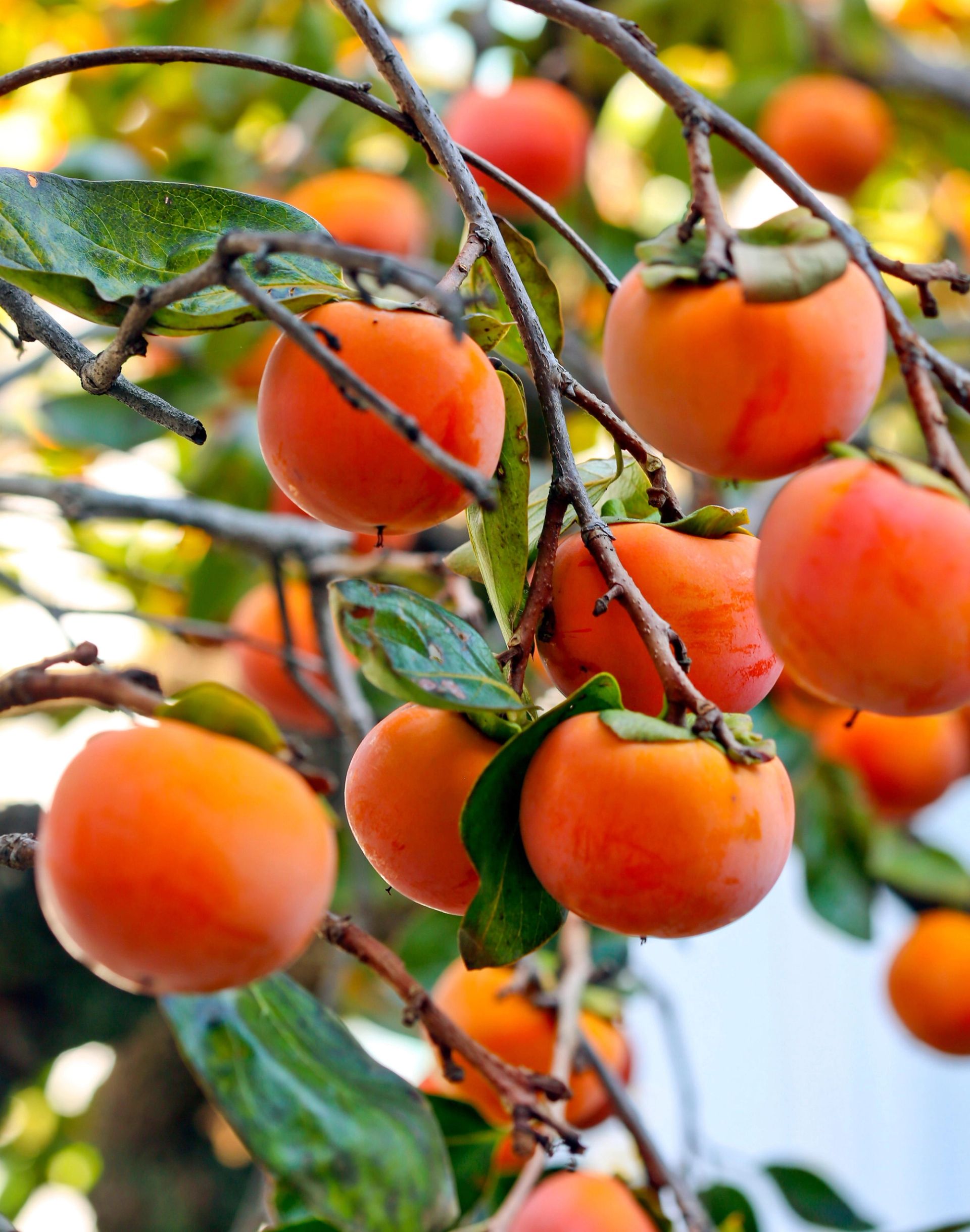 Oransje persimonfrukter som henger i klaser på greinene av et tre, omgitt av grønne blader. Fruktene er runde og modne, med sollys som faller gjennom løvverket i bakgrunnen.