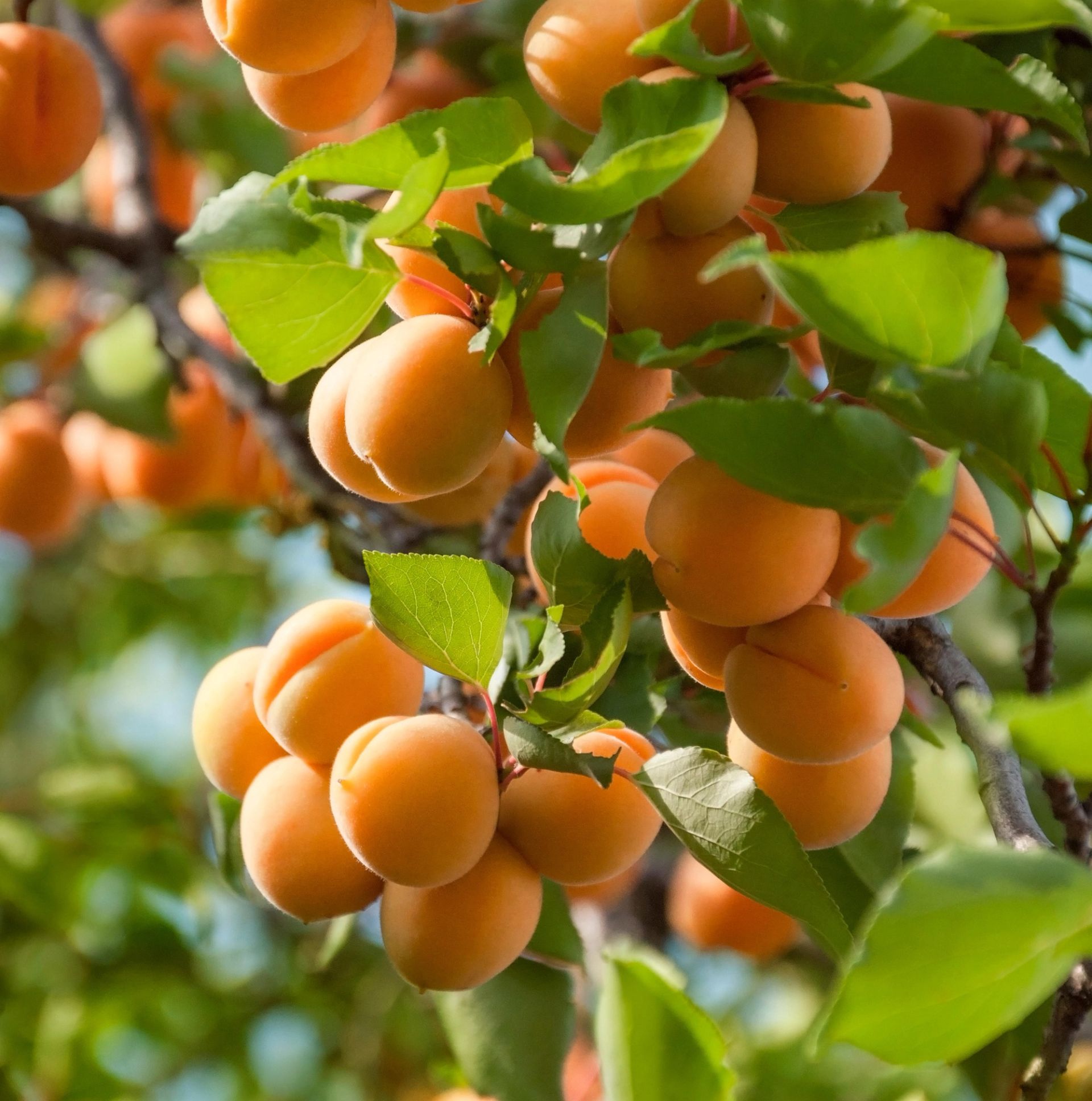 Tette klaser med modne, oransje aprikoser henger fra en gren på et tre, omgitt av grønne blader. Fruktene har en jevn, rund form og en varm, gyllen farge, og noen av dem er delvis skjult bak bladene. Sollyset treffer bladene og fruktene og skaper et lyst og sommerlig uttrykk, med en myk, uskarp bakgrunn av grønt løv og blå himmel.