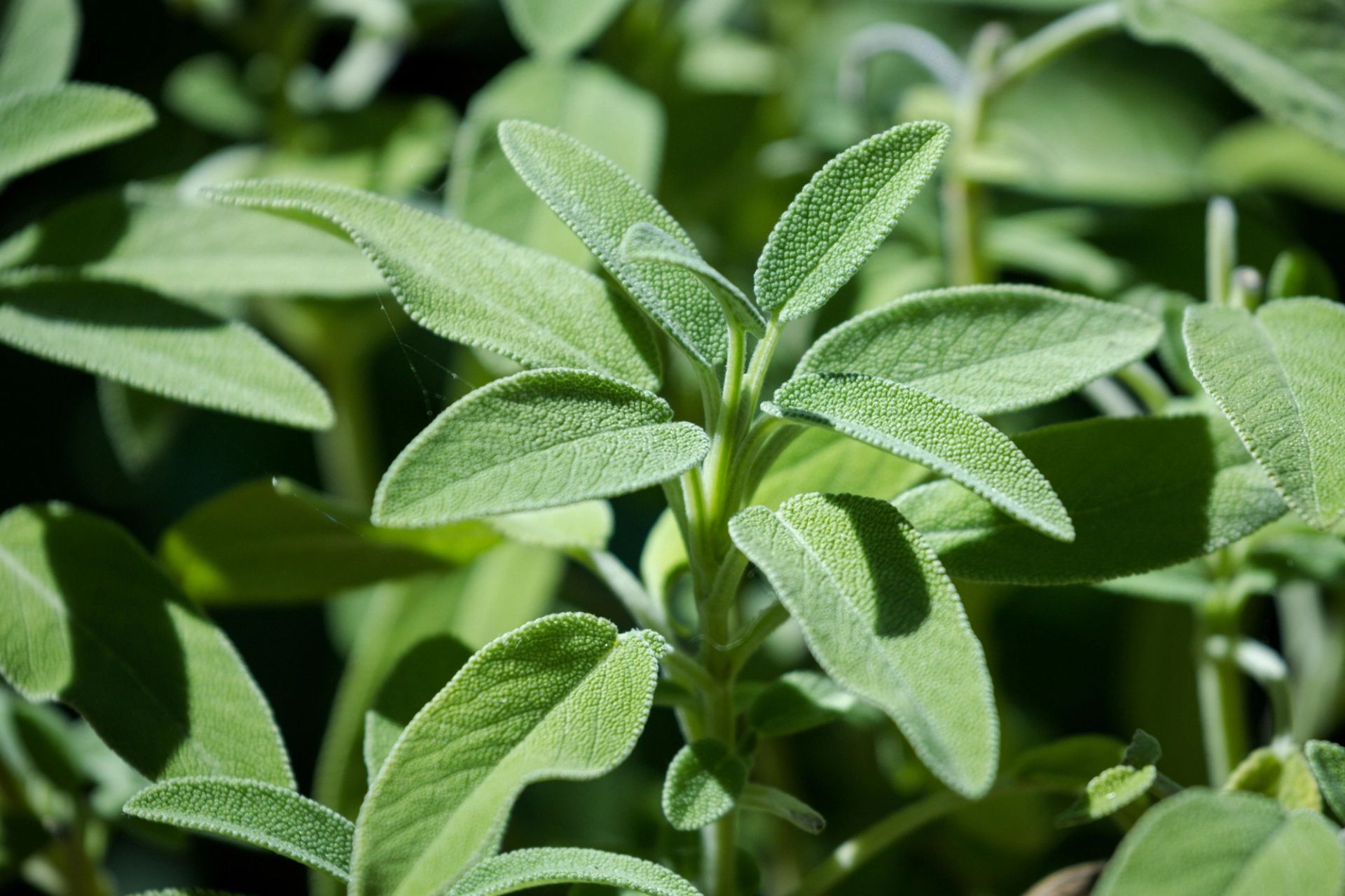 Nærbilde av frisk salvie med myke, grågrønne og lett hårete blader som vokser tett på planten.