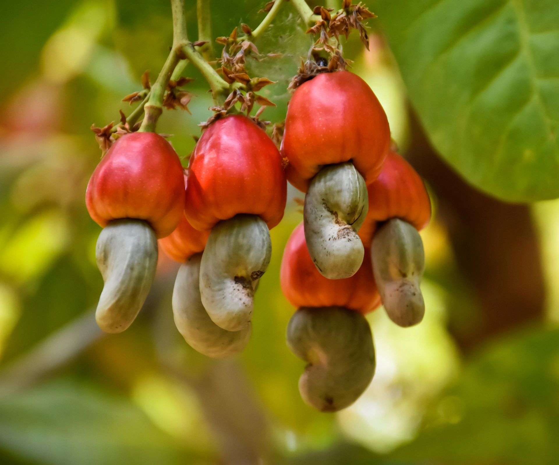 Cashewfrukter som henger på en grein, med røde frukter og synlige cashewnøtter festet under, omgitt av grønne blader i naturlig lys.