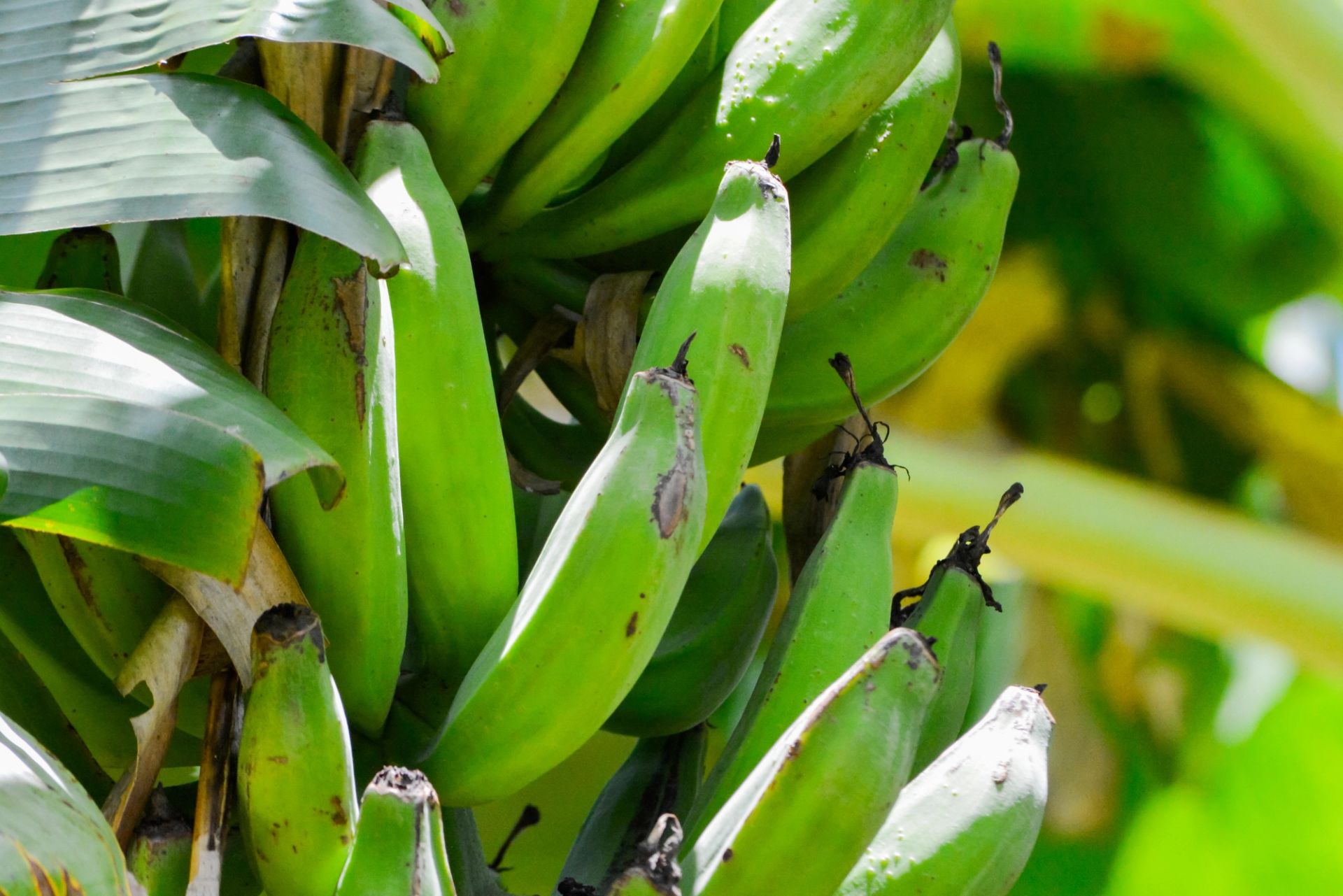 Grønne, umodne kokebananer (plantain) som vokser samlet i en klase på planten. Fruktene er lange og kraftige, med tykt grønt skall, og er omgitt av store grønne blader i naturlig sollys.