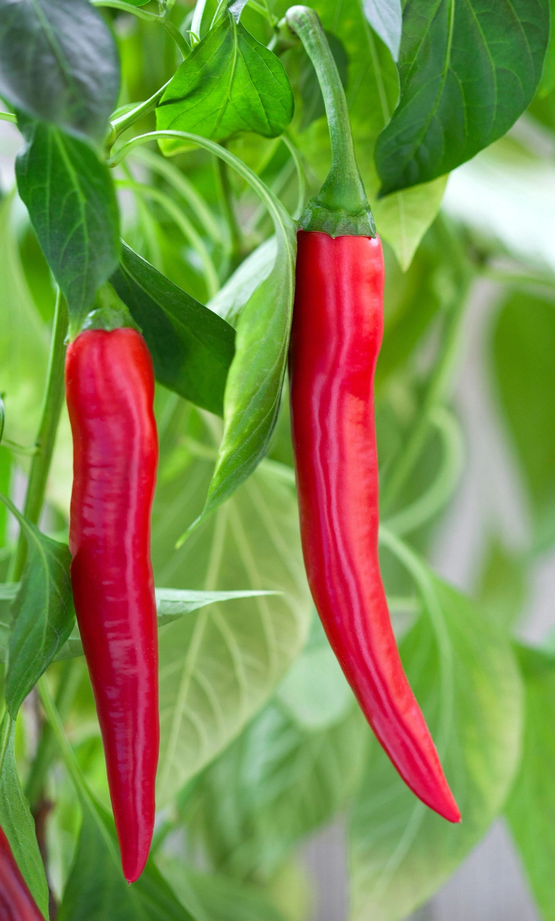 To røde chilipepper henger fra en grønn plante med lyse blader i bakgrunnen.