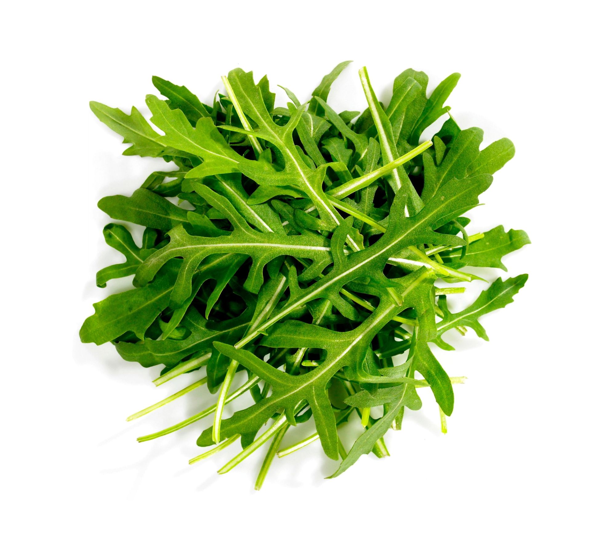 En bunt fersk ruccola med mørkegrønne, smale og taggete blader lagt mot en hvit bakgrunn.