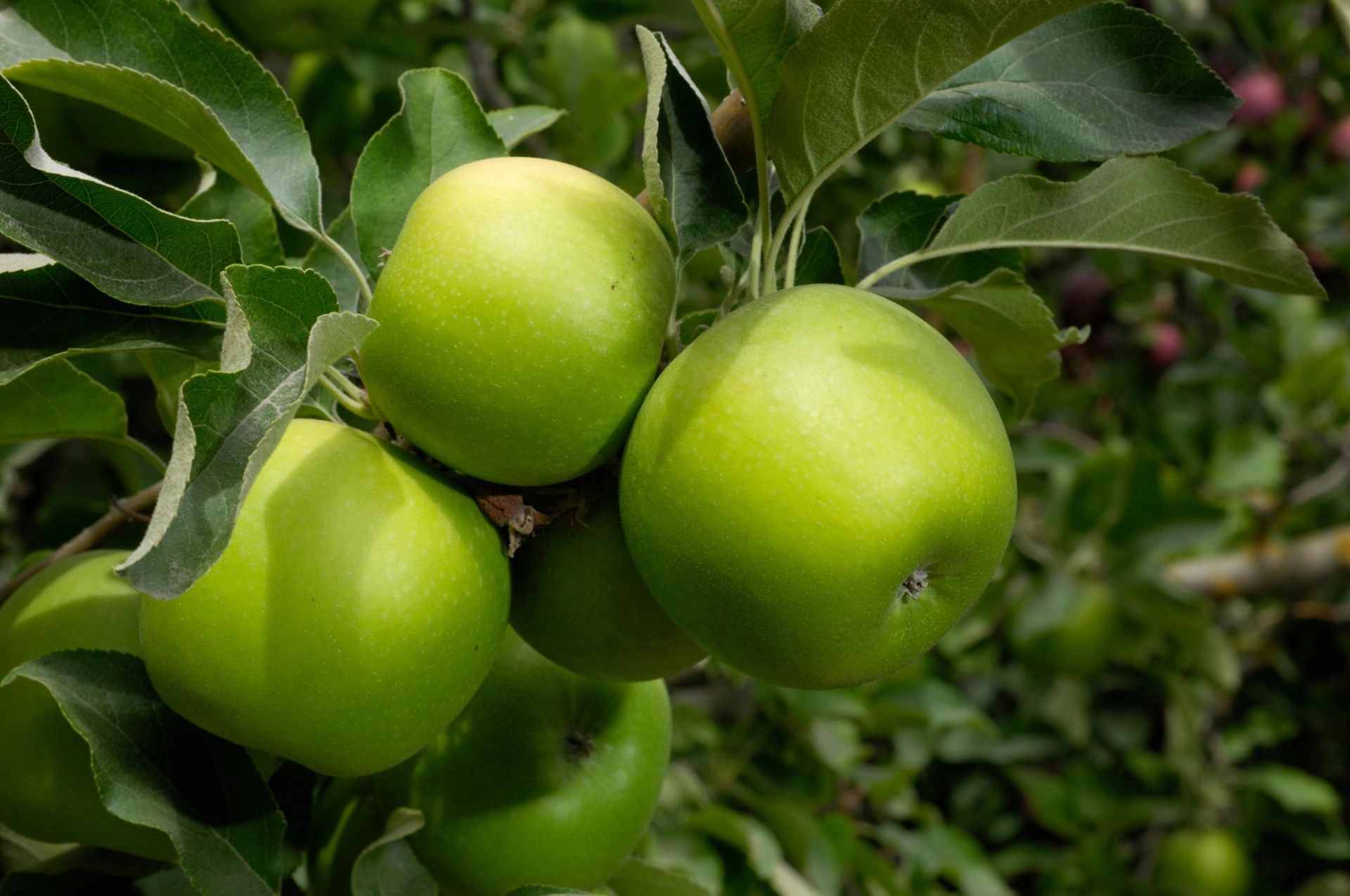 Granny smith som vokser i klynge på epletre, omgitt av grønne blader.