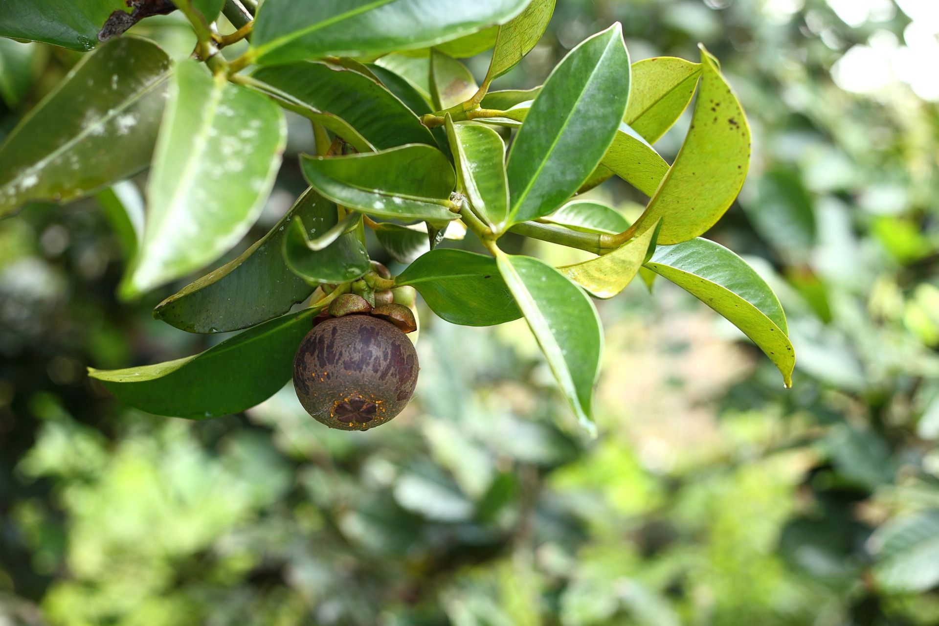 Mangostan som henger på en gren med blanke, grønne blader, fotografert i naturlig miljø