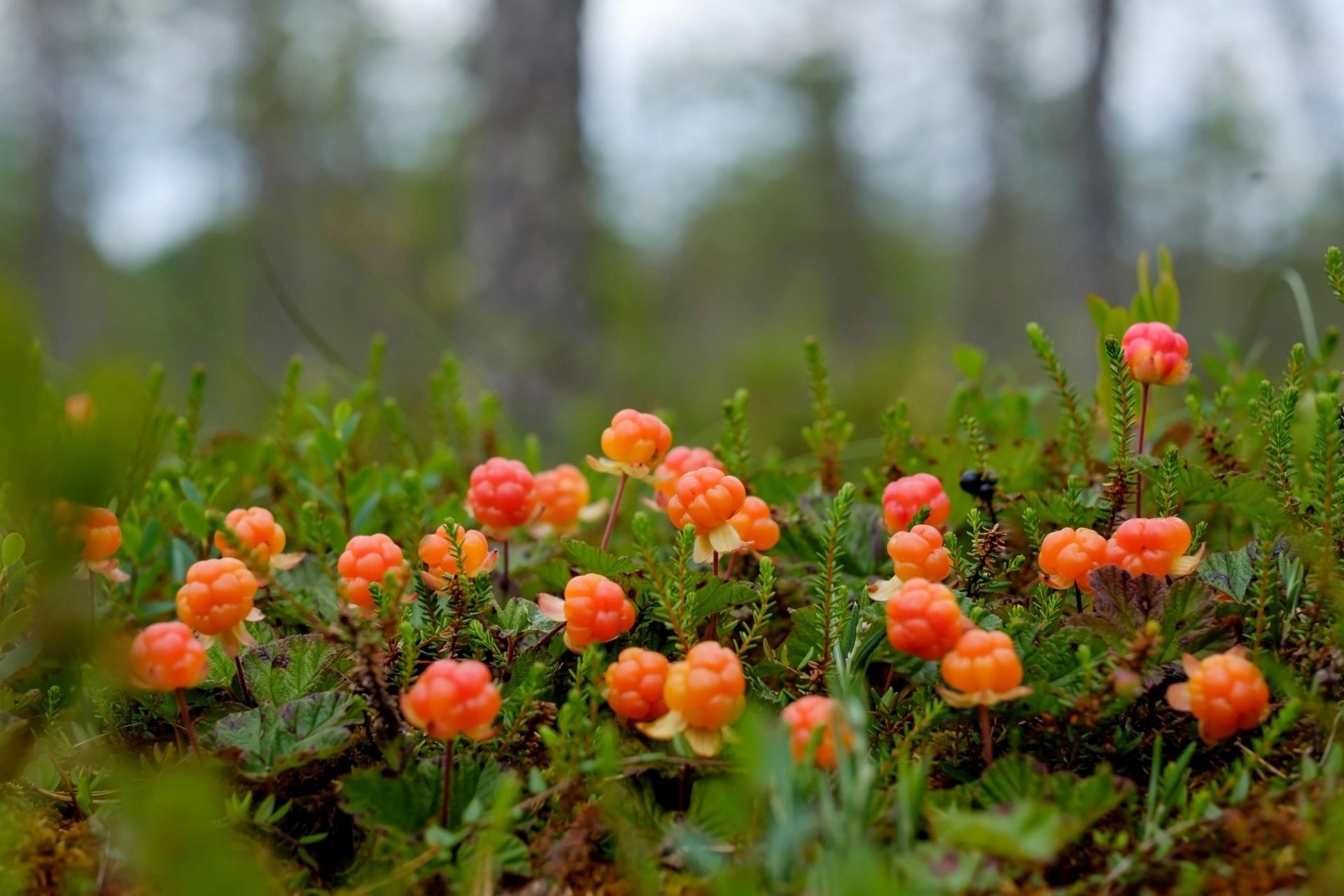Modne multer med oransje bær som vokser lavt i myrterreng med grønn vegetasjon.