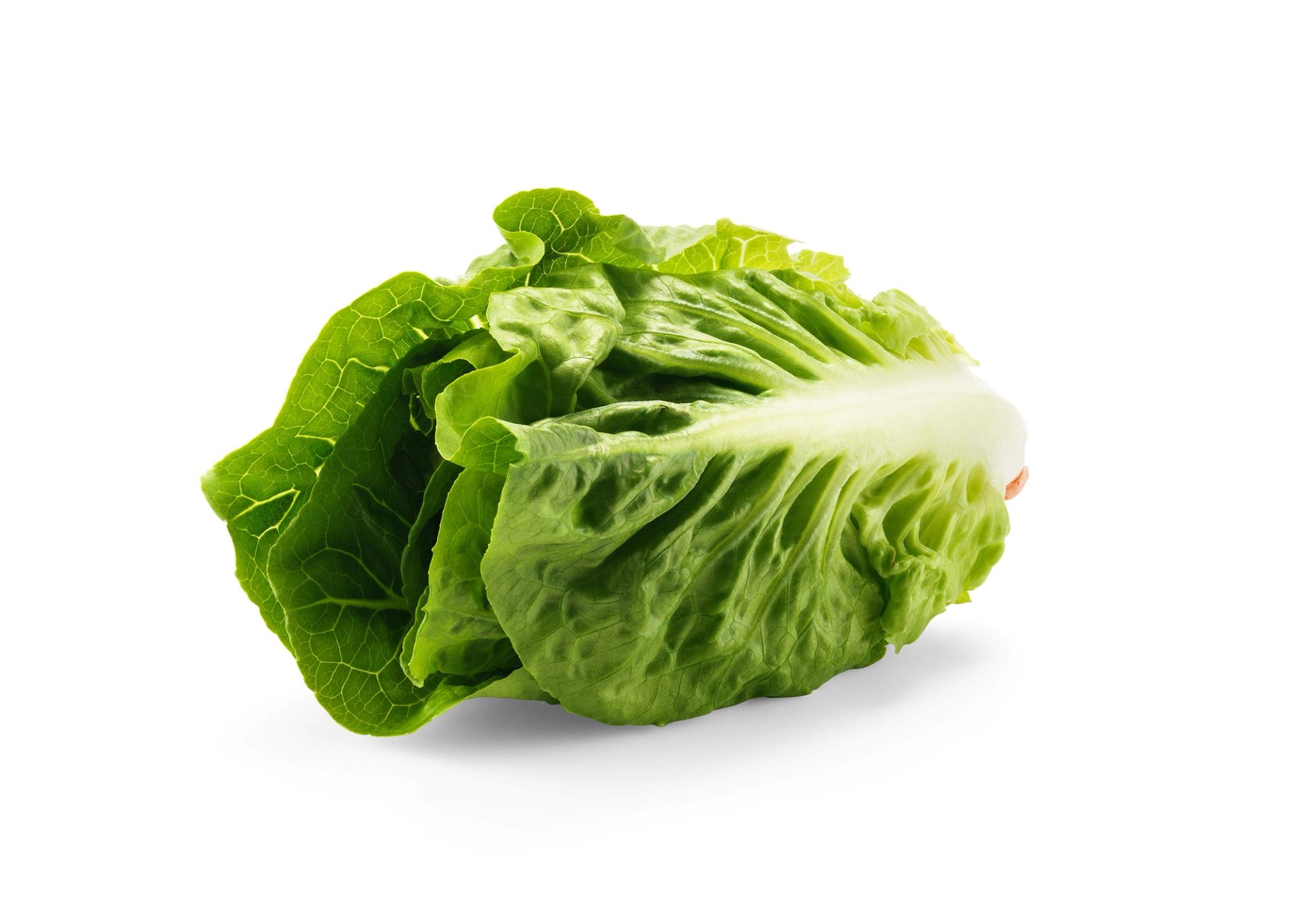 Et helt hode med frisk, grønn hjertesalat liggende mot en hvit bakgrunn