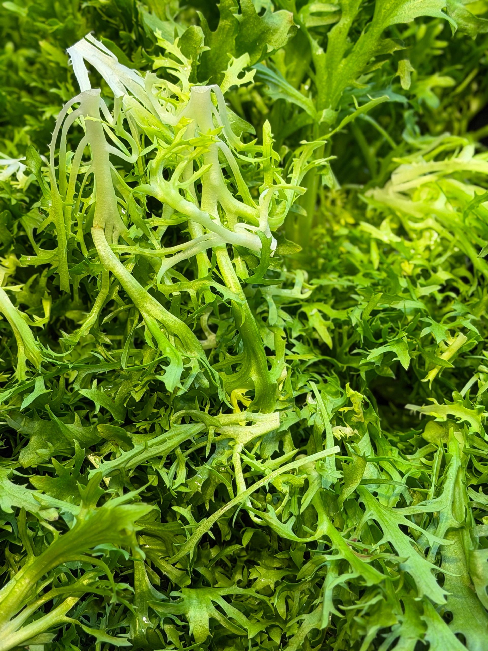 Nærbilde av frisée‑salat med lysegrønne, krusete og fint flikete blader.