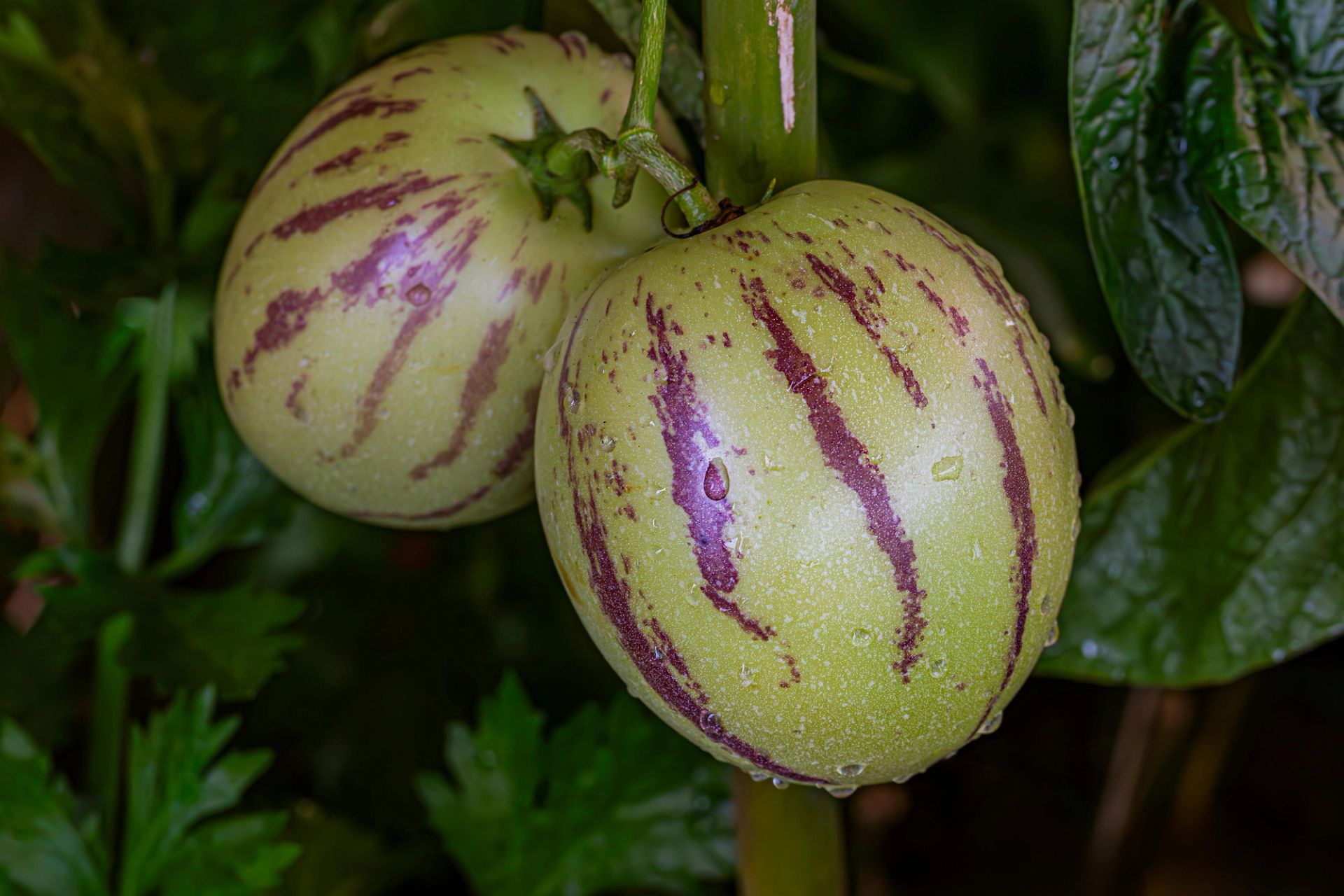 Pepinomelon (pepino dulce) som henger på planten, med lysegrønt skall og lilla striper, omgitt av grønne blader.
