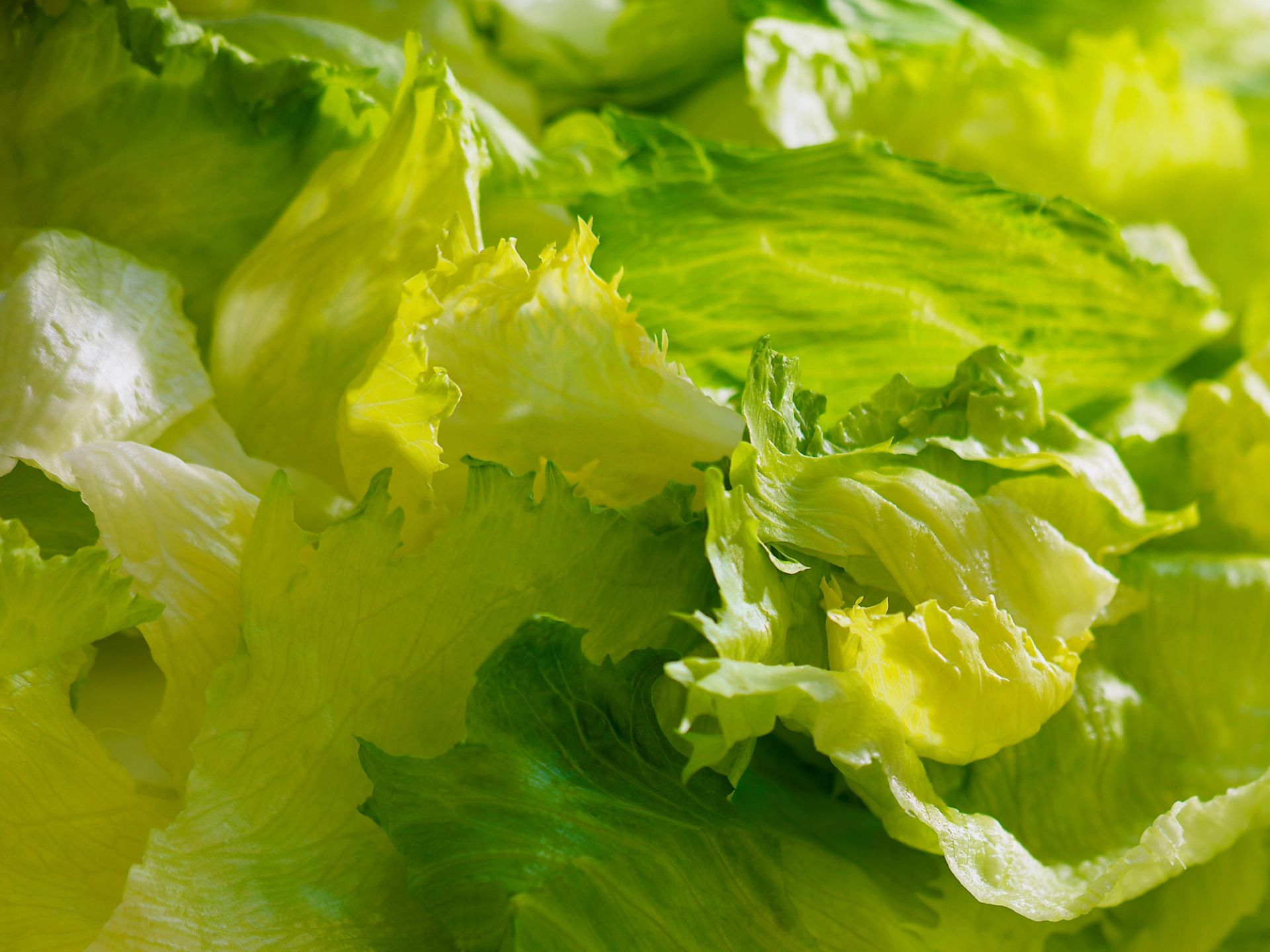 Nærbilde av lysegrønne isbergsalatblader med sprø, bølgete kanter.