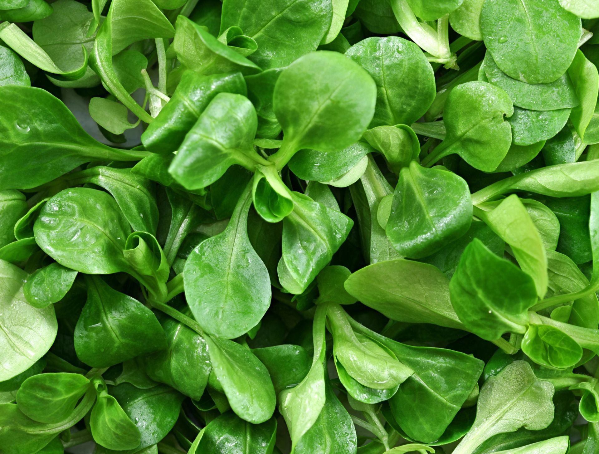 Nærbilde av feltsaltat (feldsalat) med små, runde og blanke grønne blader tett samlet. Bladene har varierende nyanser av grønt og enkelte har synlige vanndråper på overflaten.