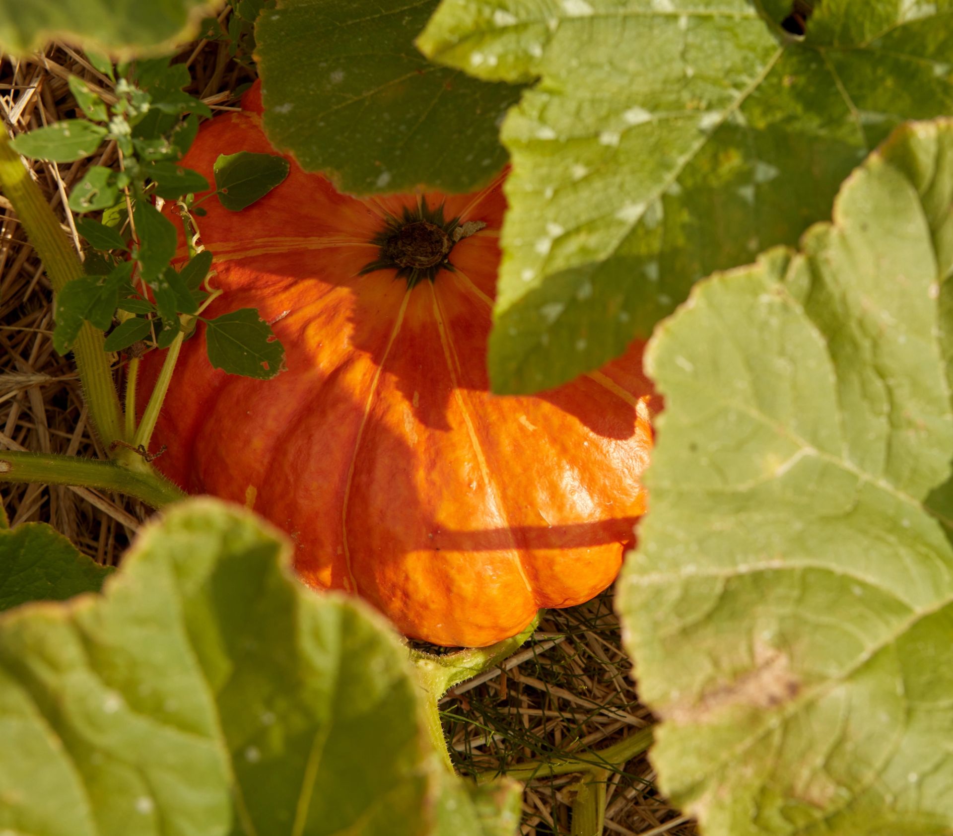 Et stort, oransje halloweengresskar ligger på bakken blant grønne blader i en kjøkkenhage. Sollyset treffer gresskaret og fremhever den dype oransje fargen og de markerte rillene i skallet.