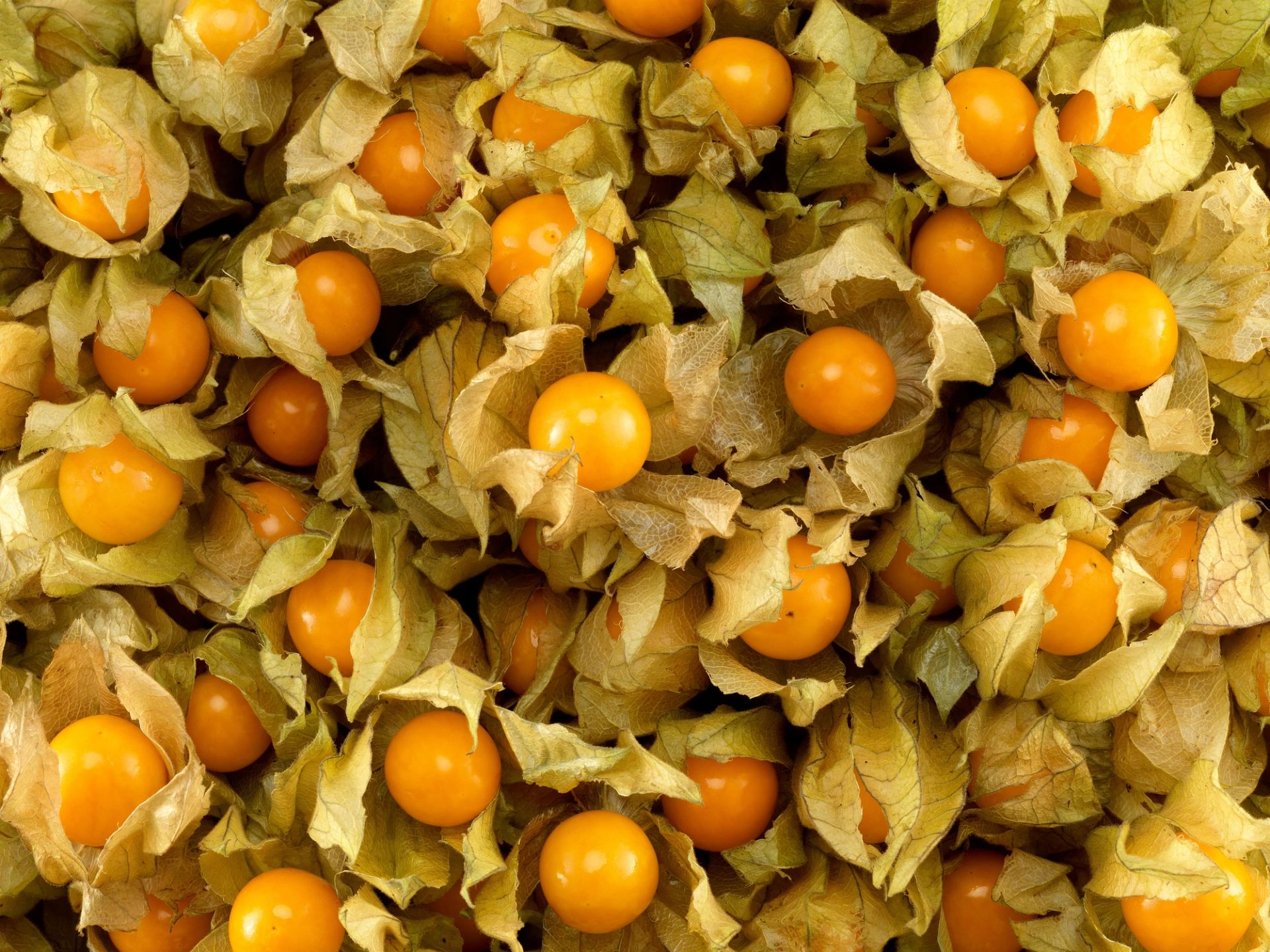 Mange physalisbær i gule, papirlignende hylster som ligger tett i tett og fyller hele bildeflaten. De oransje bærene stikker delvis ut av de tørre, lyst beige hylstene.
