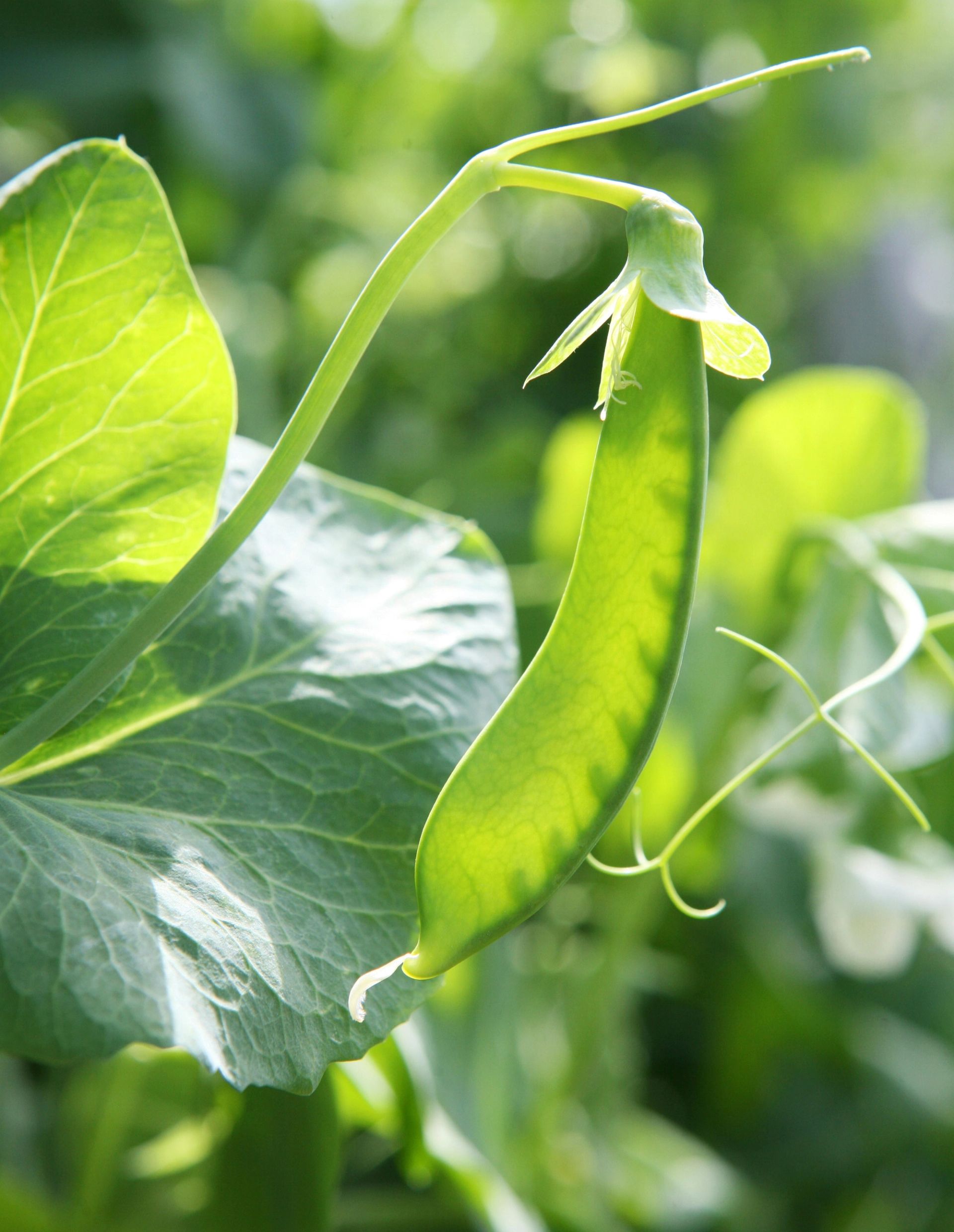 En grønn sukkerert eller ert i belgen henger fra planten blant store, friske grønne blader, opplyst av naturlig sollys med myk, uskarp bakgrunn i hagen.