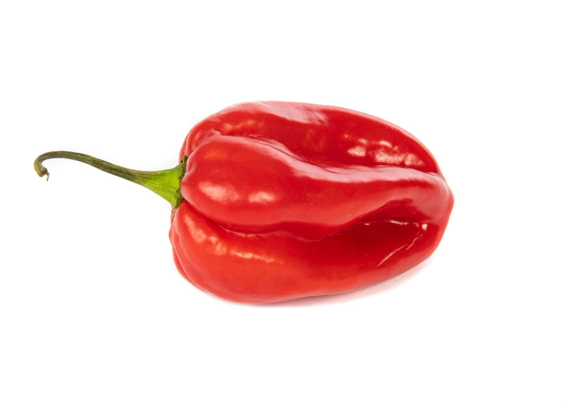 En hel rød habanero‑chili liggende på hvit bakgrunn.
